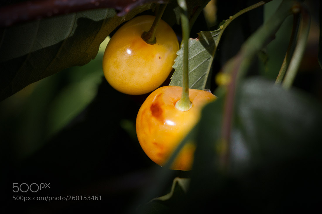 Canon EOS 7D sample photo. "white" cherries 3 photography