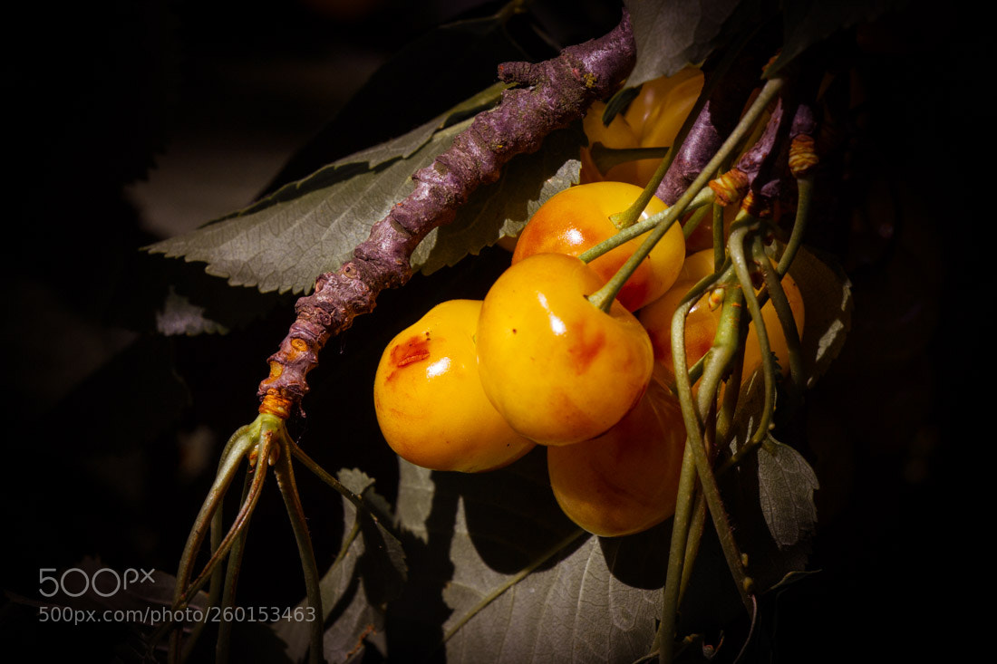 Canon EOS 7D sample photo. "white" cherries 4 photography