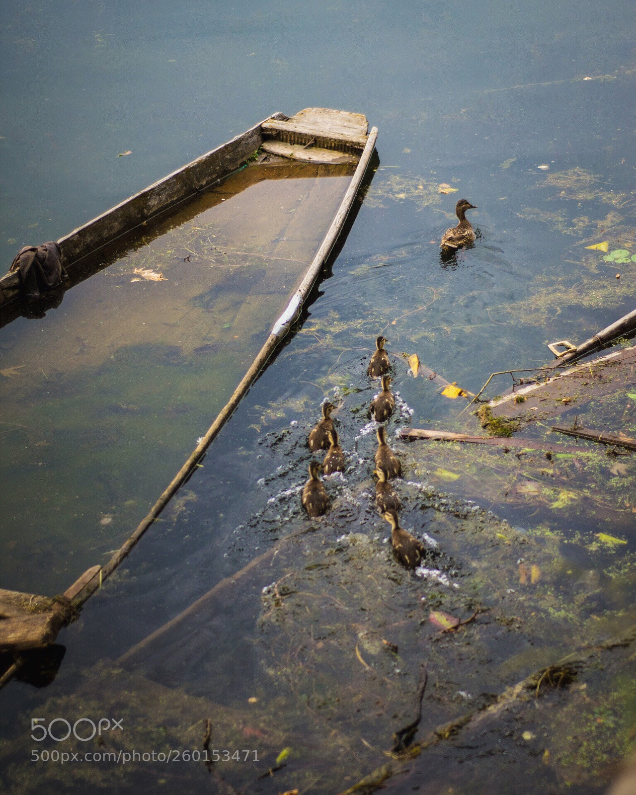 Nikon D7200 sample photo. Submerged, or not? photography