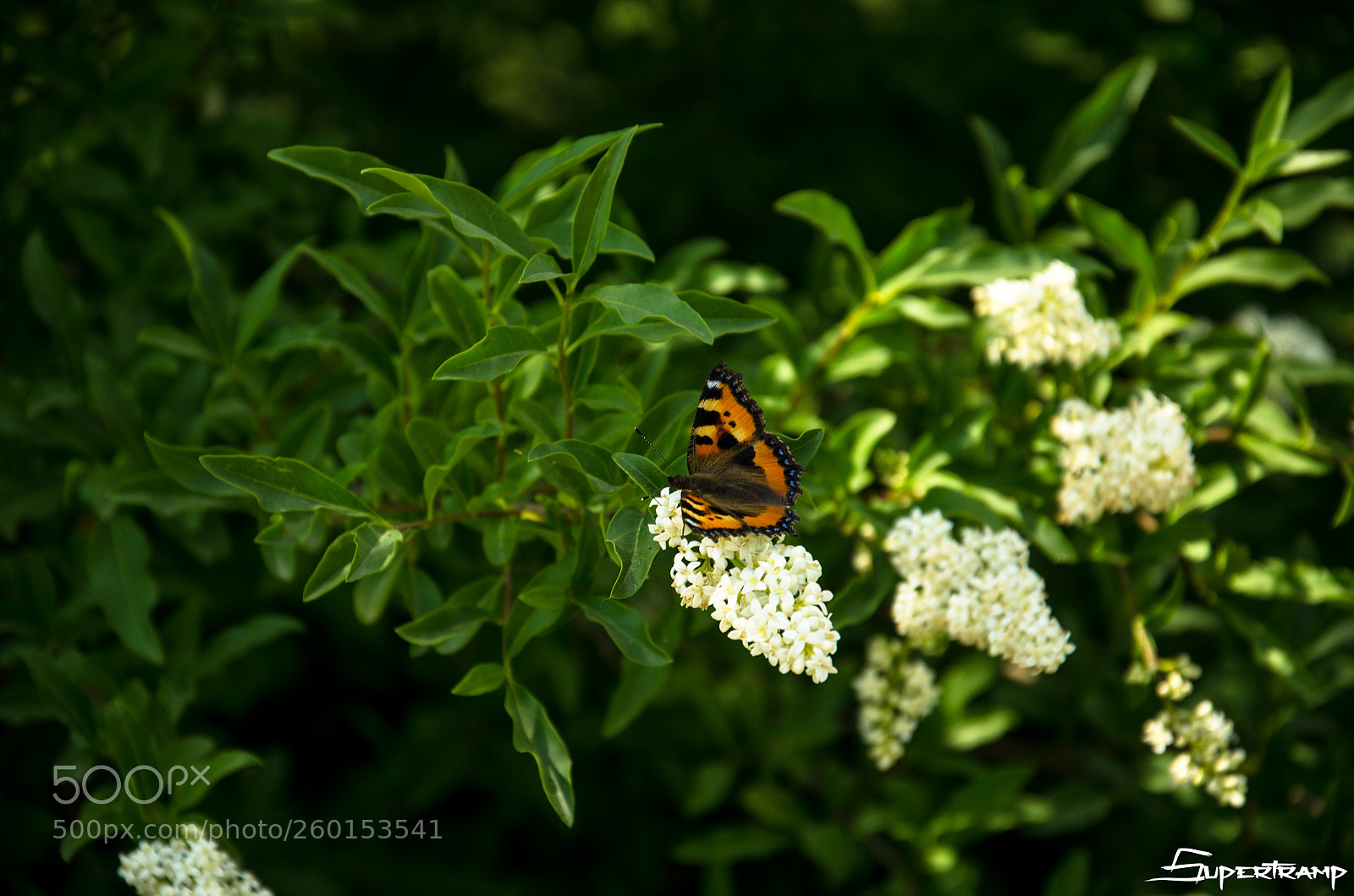Nikon D7000 sample photo. Butterfly on daily flight photography