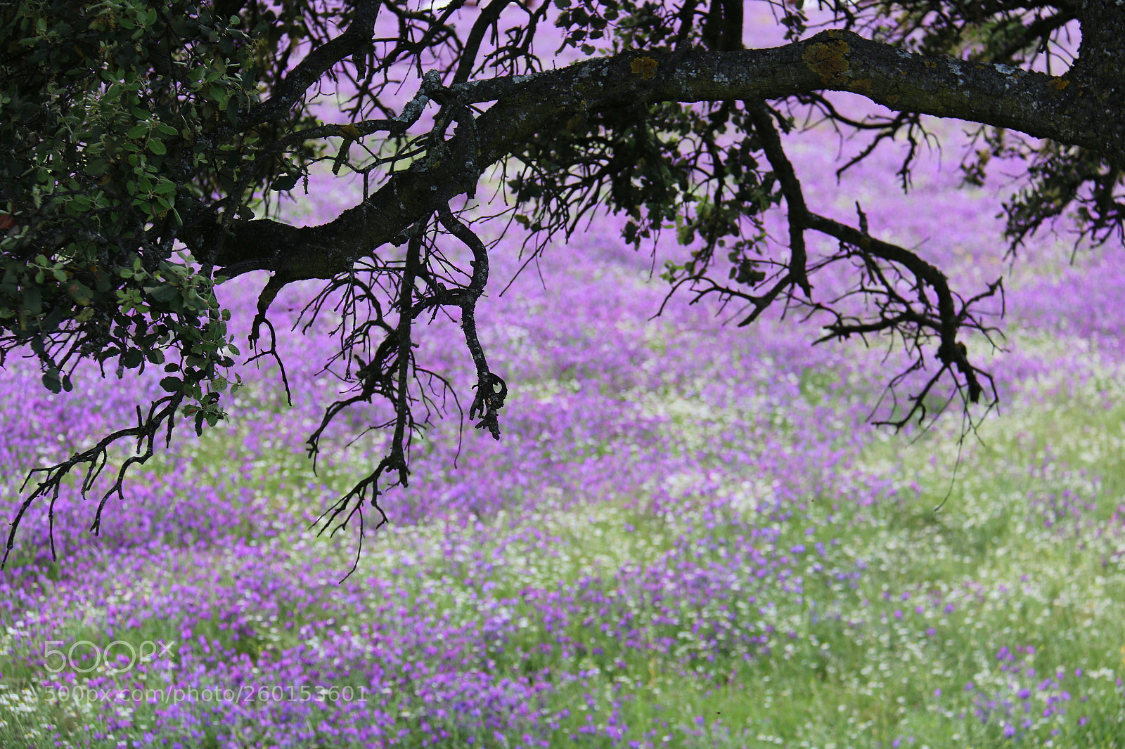 Canon EOS 70D sample photo. Dreaming photography