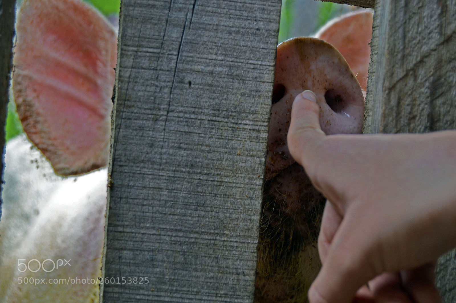 Nikon D3100 sample photo. Mr.pig photography