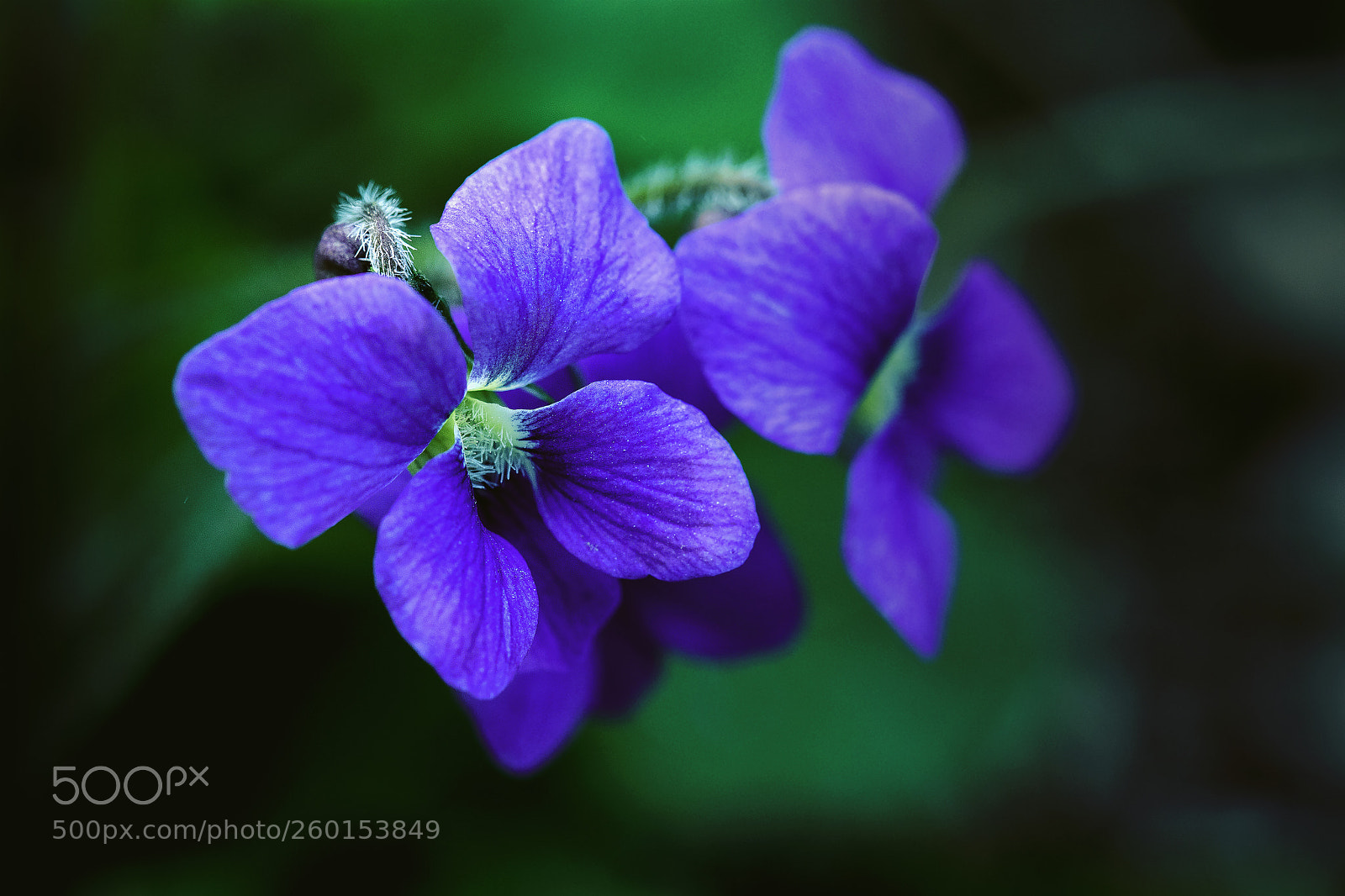 Canon EOS 5D Mark IV sample photo. Violets photography