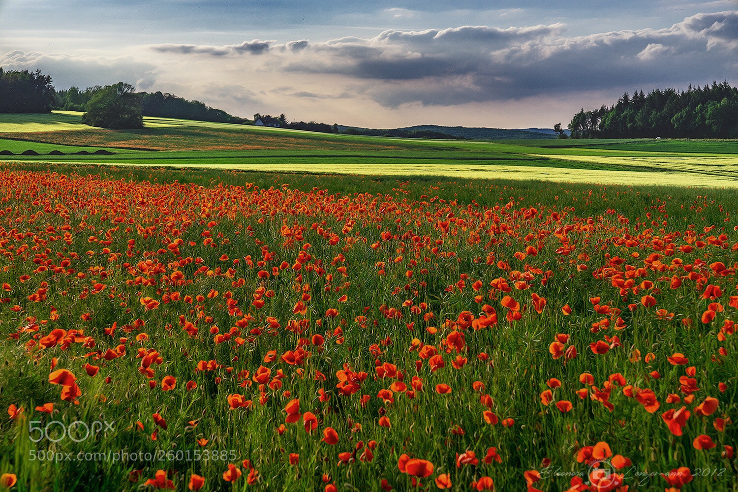 Sony a7 II sample photo. Mohnfeld photography