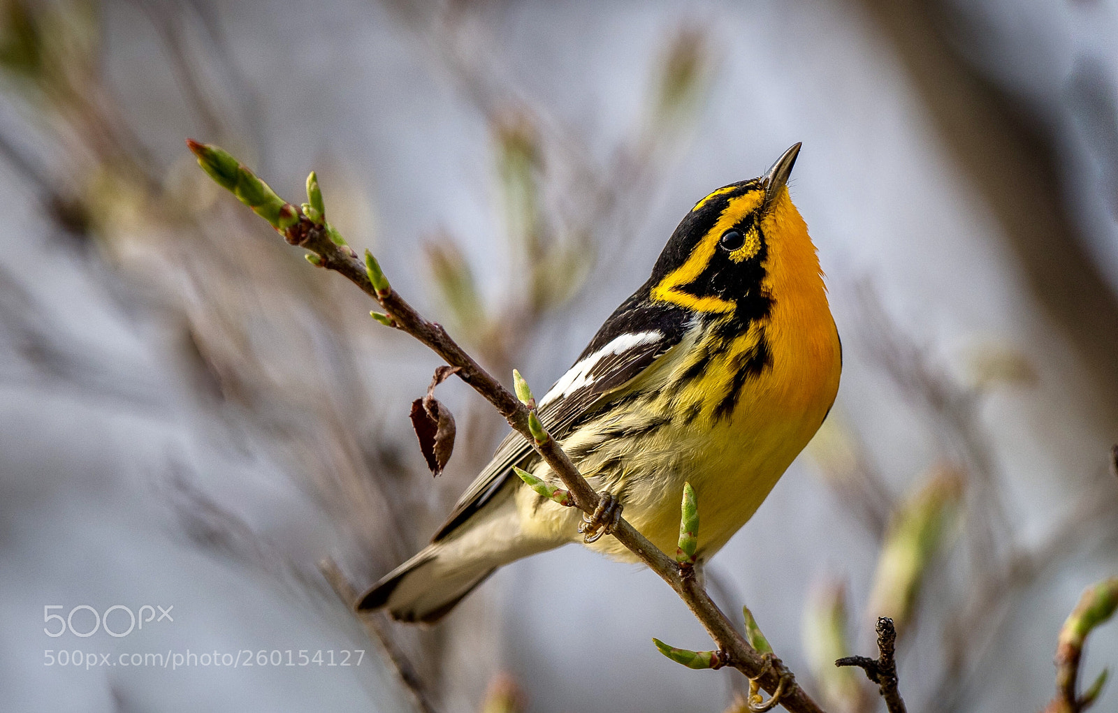 Nikon D850 sample photo. Blackburnian warbler photography