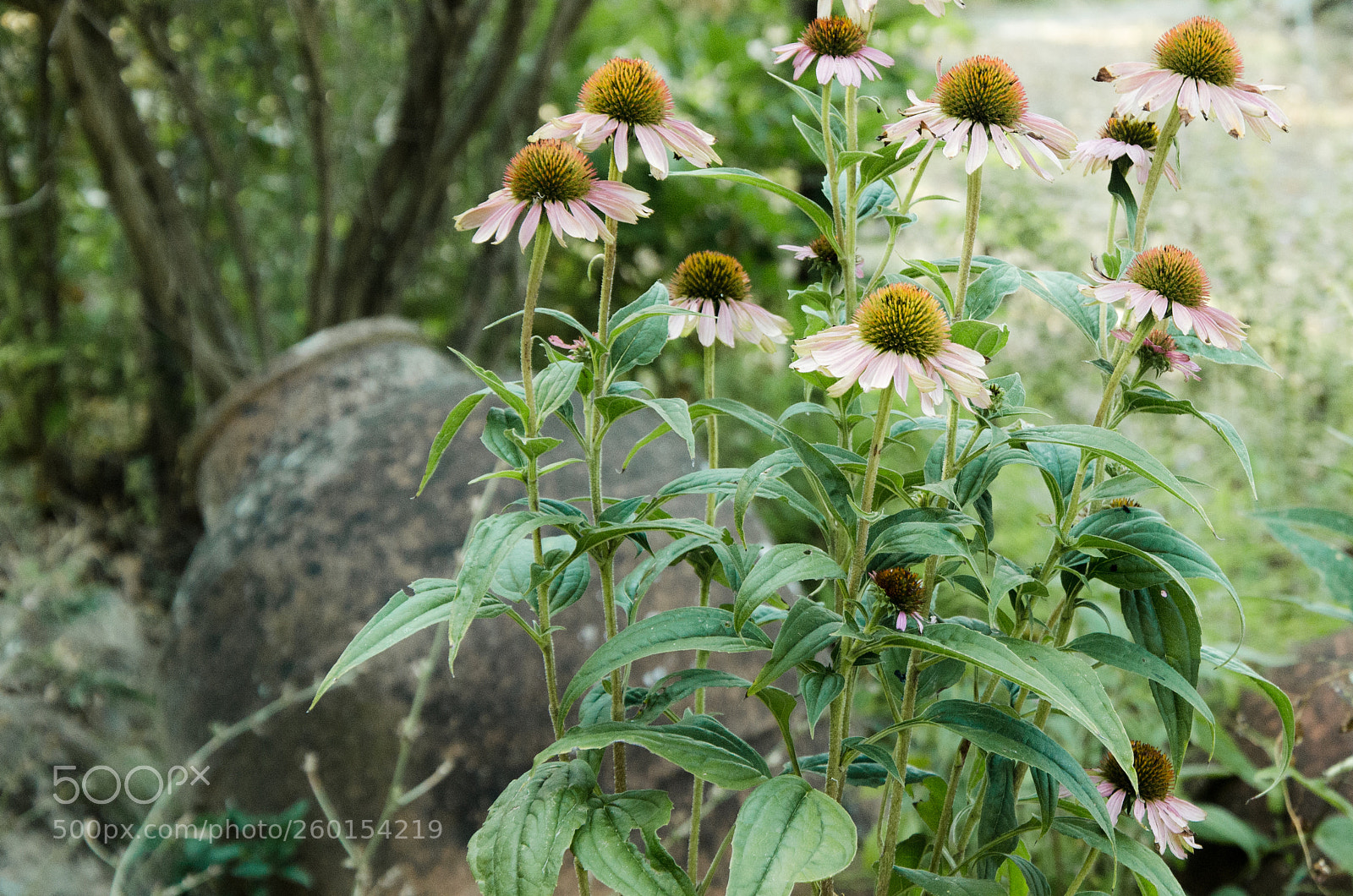Nikon D5100 sample photo. Flowers photography