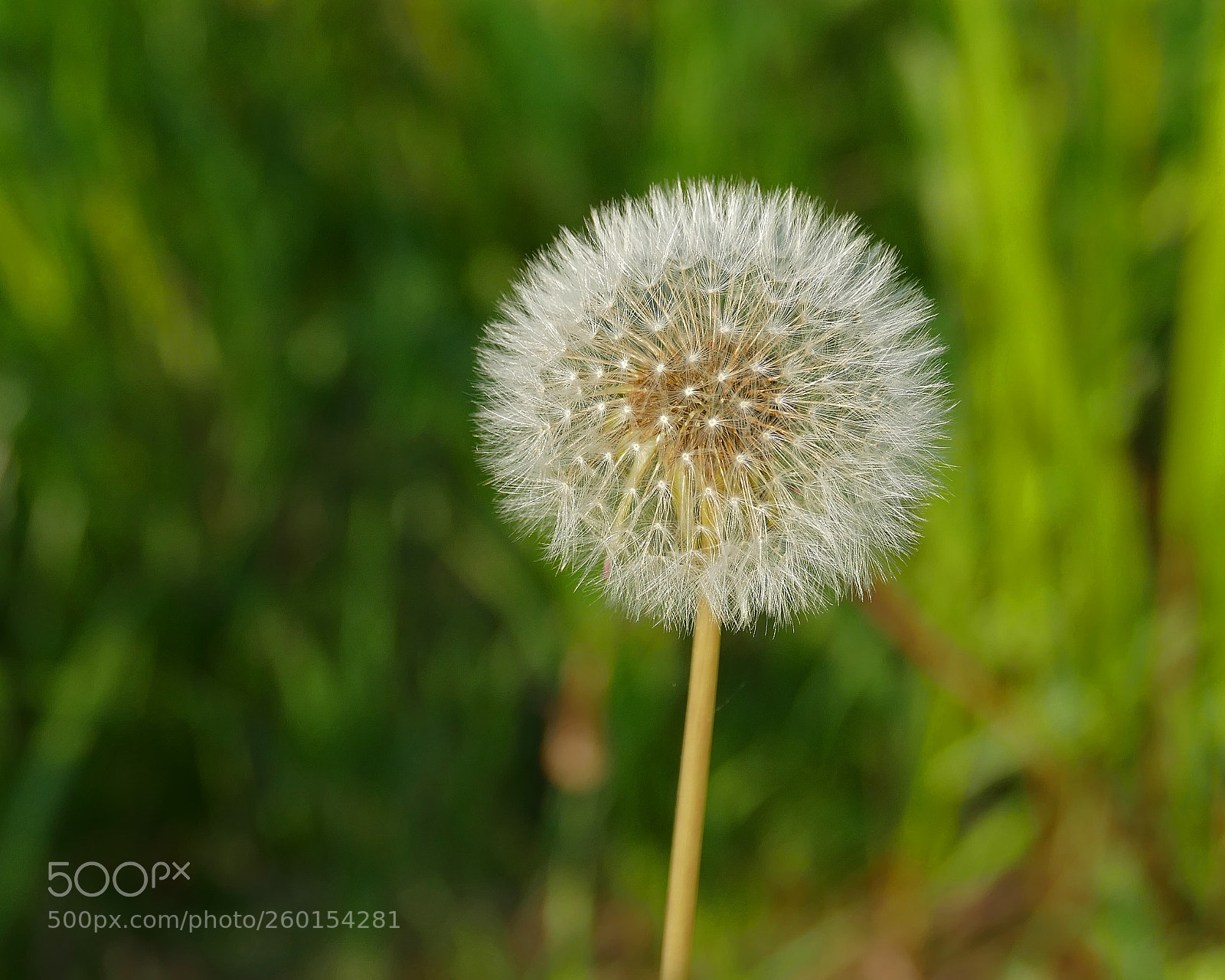 Panasonic Lumix DMC-FZ1000 sample photo. Dandelion photography