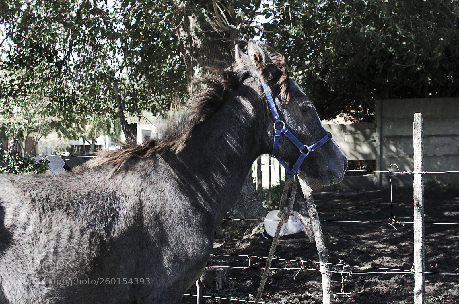 Nikon D5100 sample photo. Potrillo photography