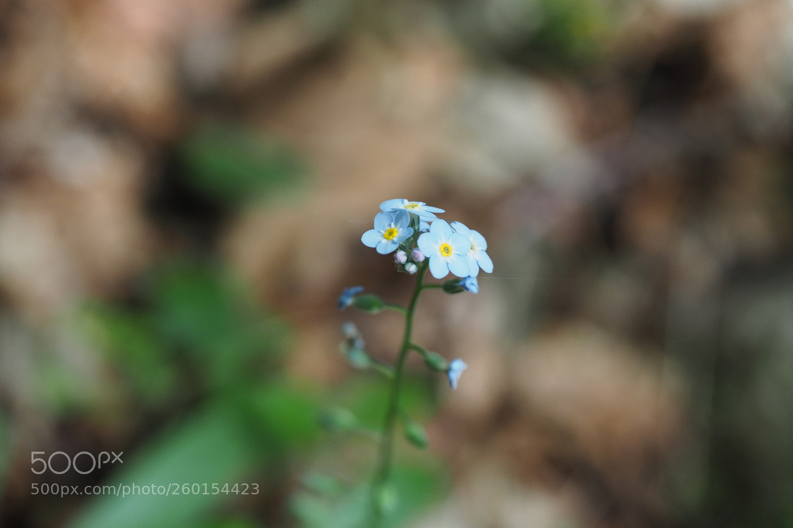 Olympus OM-D E-M5 II sample photo. Soul photography