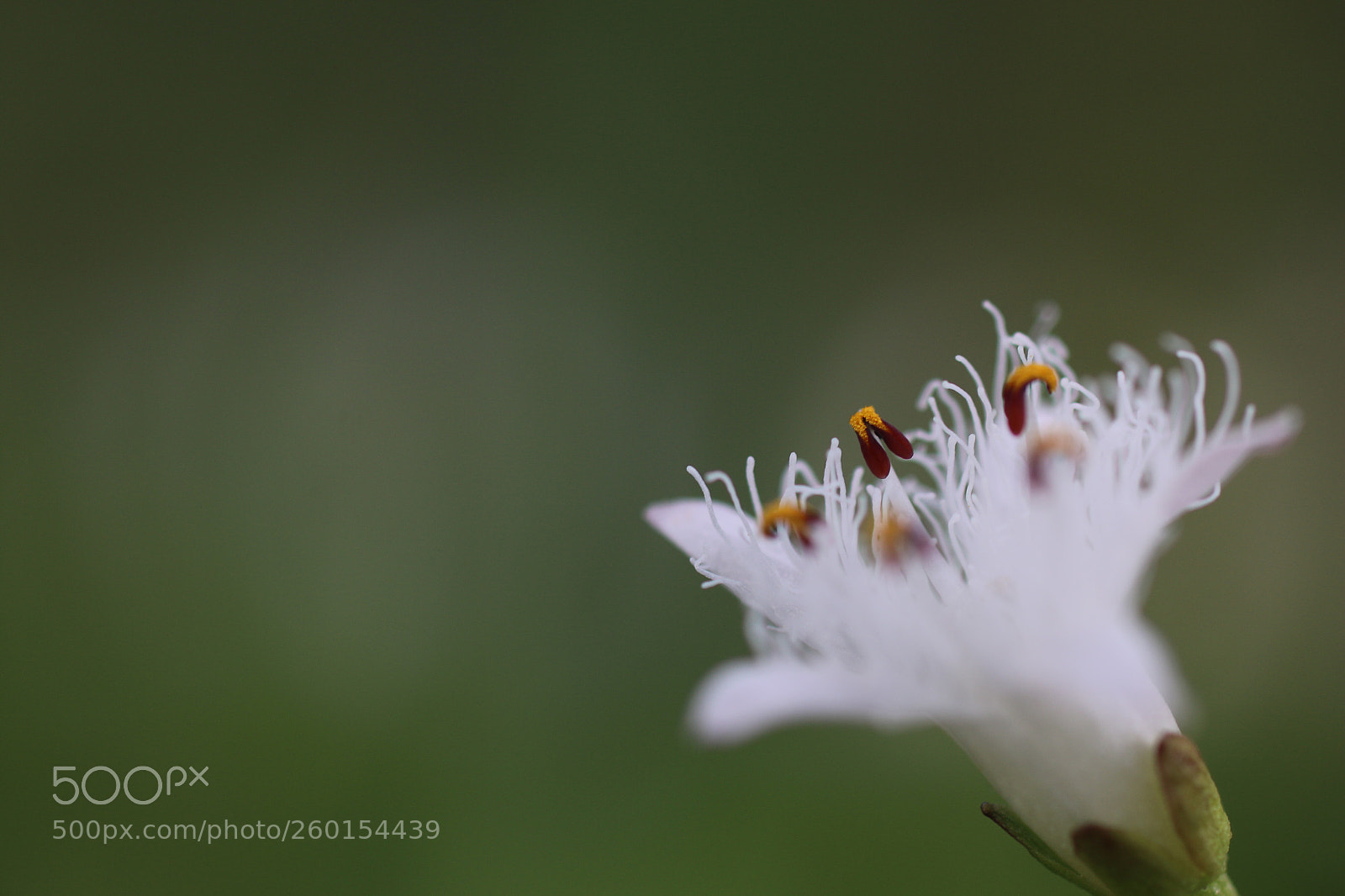Canon EOS 70D sample photo. Flower near a pond photography