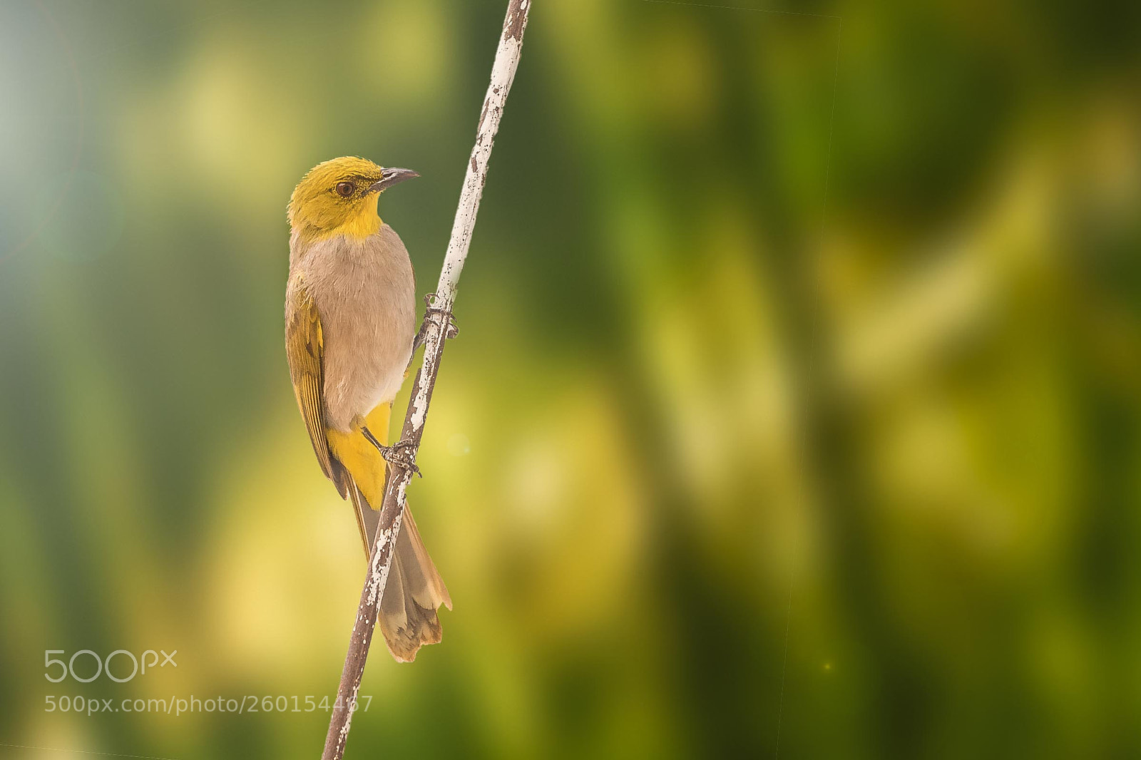 Nikon D810 sample photo. Enjoying the shade- yellow photography
