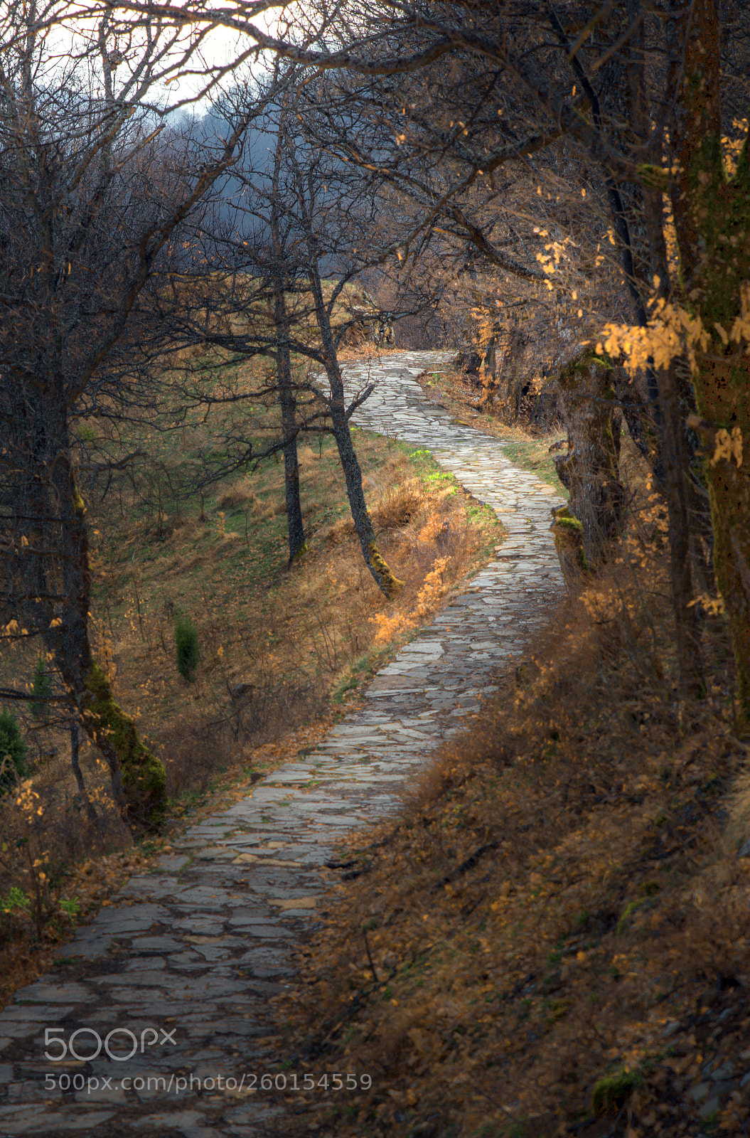 Nikon D610 sample photo. Pathway photography