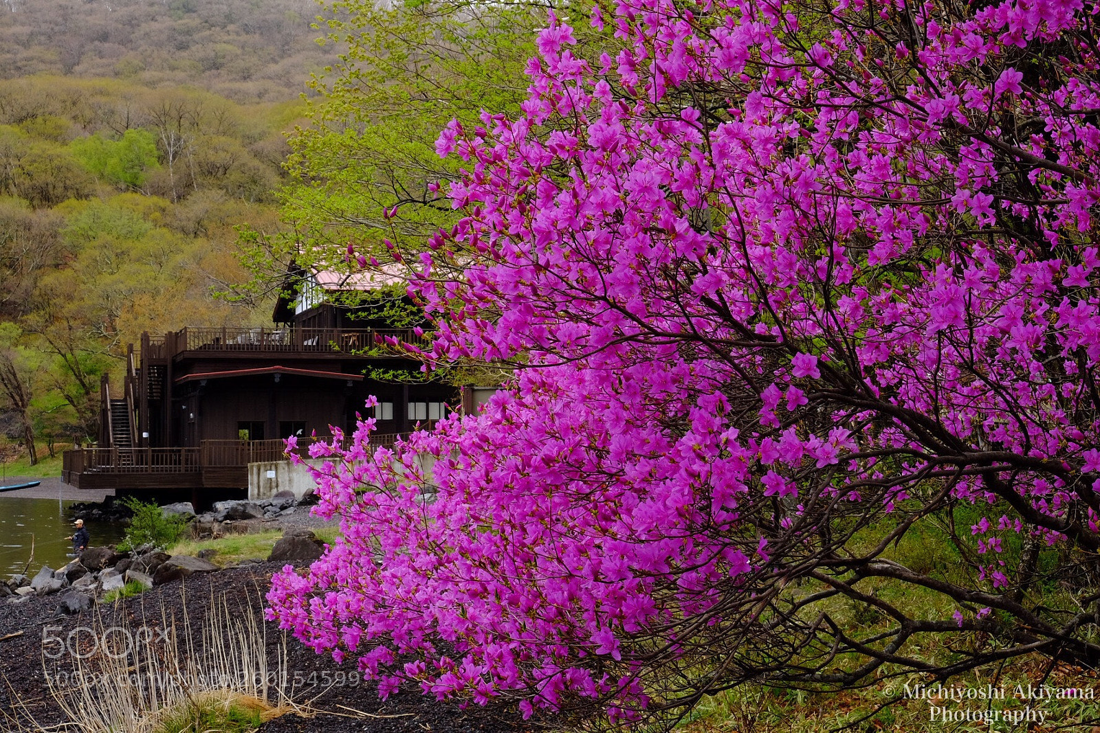 Fujifilm X-T1 sample photo. Blooming on the lakeside. photography