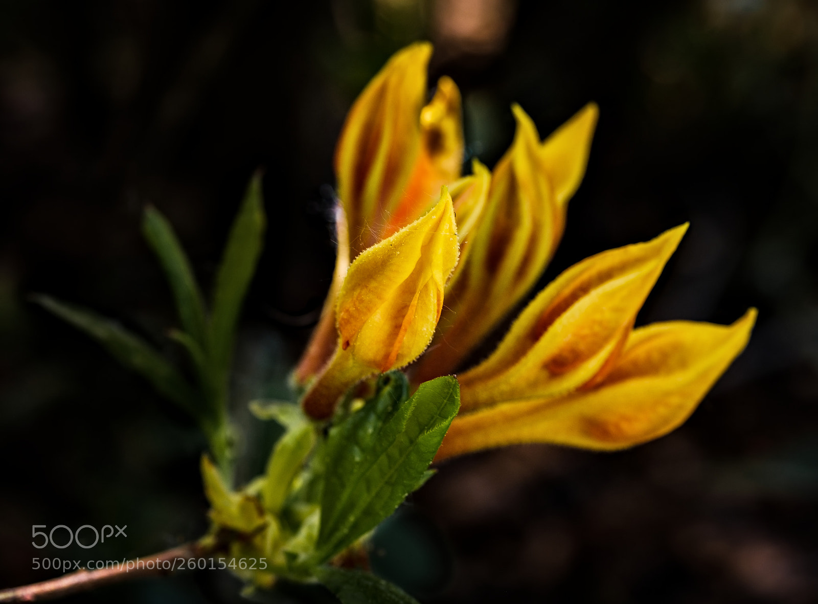 Fujifilm X-T2 sample photo. Flames photography