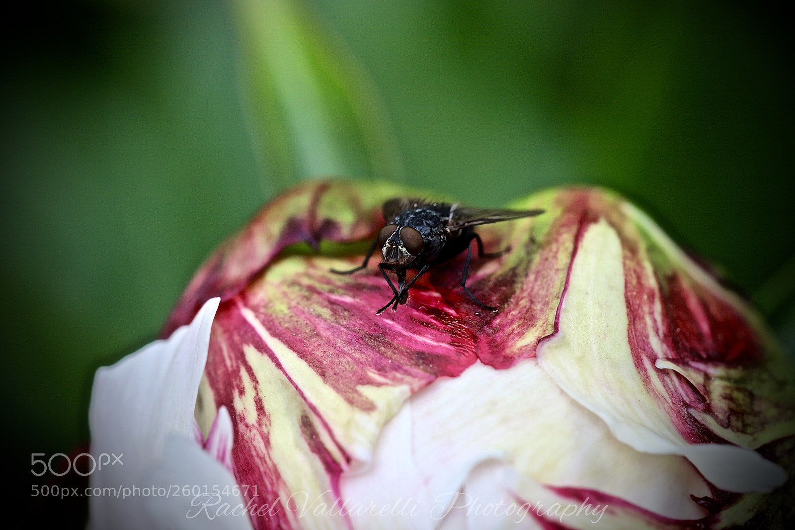 Canon EOS 6D Mark II sample photo. Peony fly photography