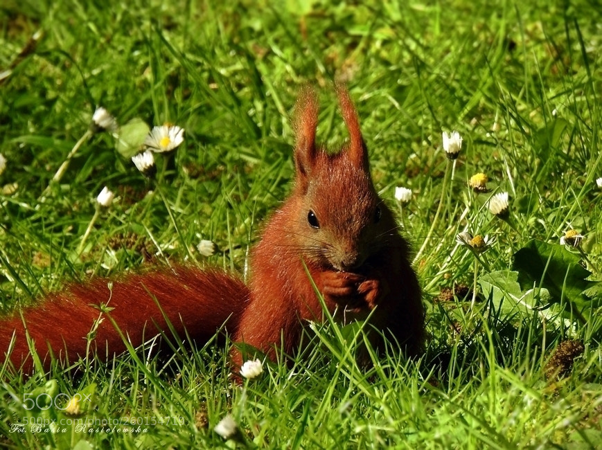Nikon Coolpix P900 sample photo. Squirrel photography