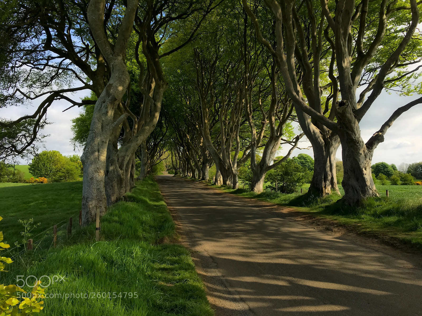 Apple iPhone 6s Plus sample photo. Dark hedges, northern ireland photography