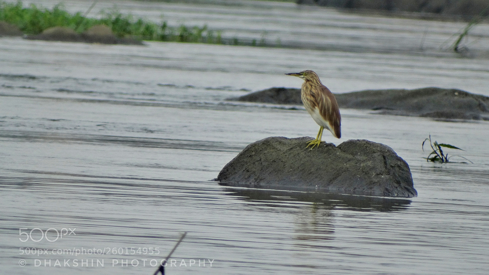 Sony Cyber-shot DSC-HX300 sample photo. Indian pond heron photography