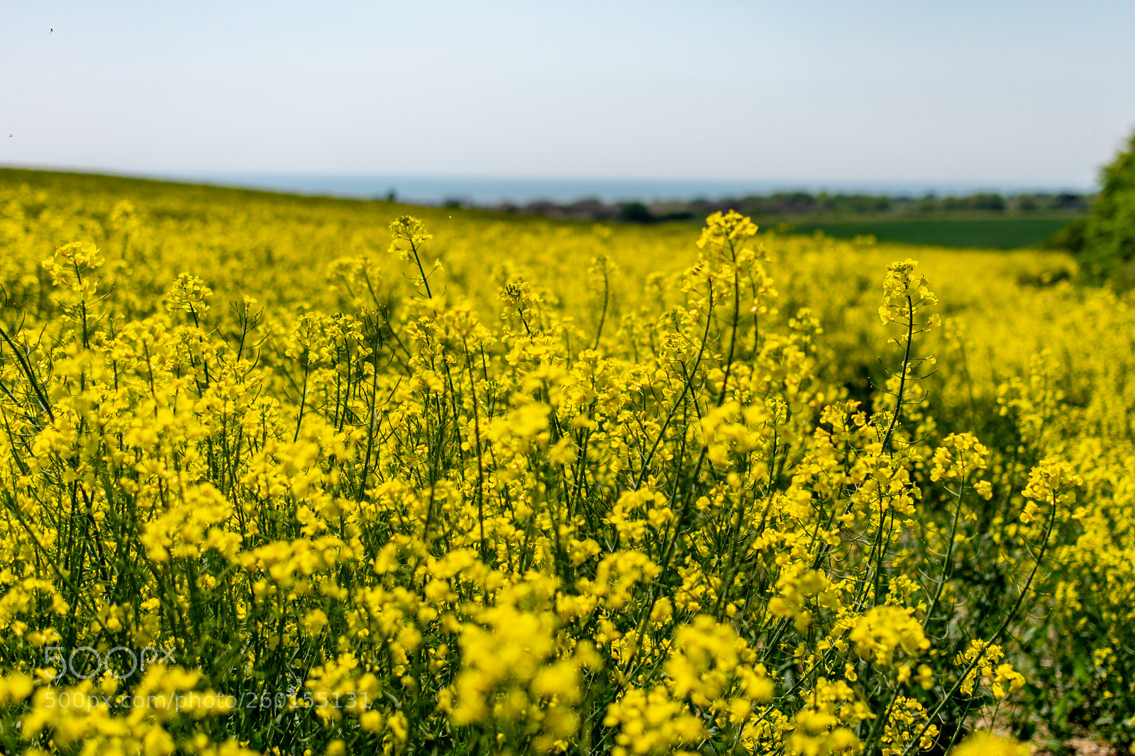 Nikon D5300 sample photo. Yellow photography