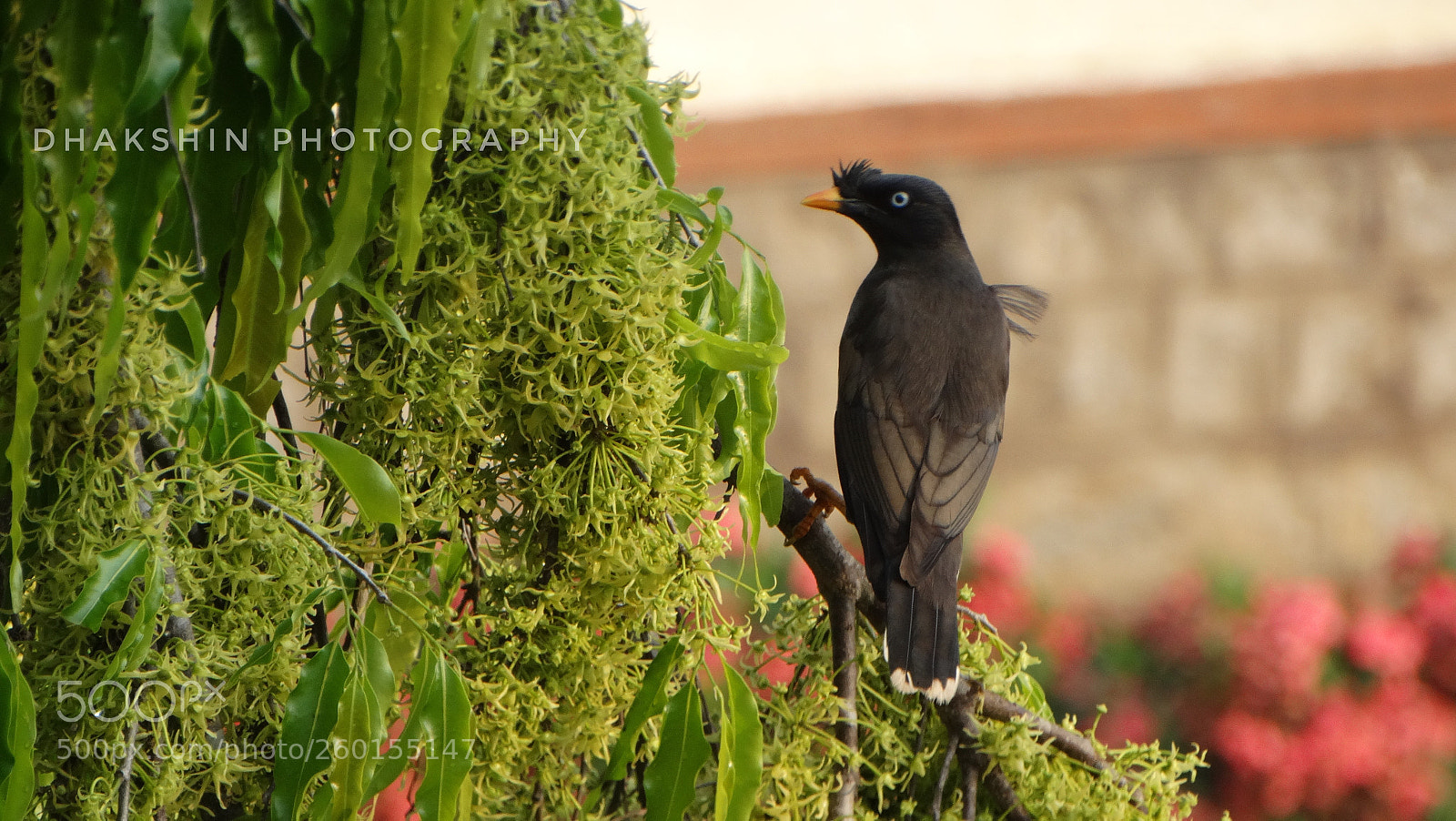 Sony Cyber-shot DSC-HX300 sample photo. Indian mynah photography