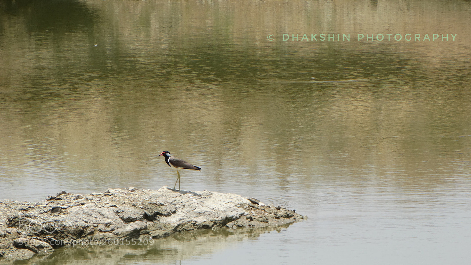 Sony Cyber-shot DSC-HX300 sample photo. Red wattled wlapping photography