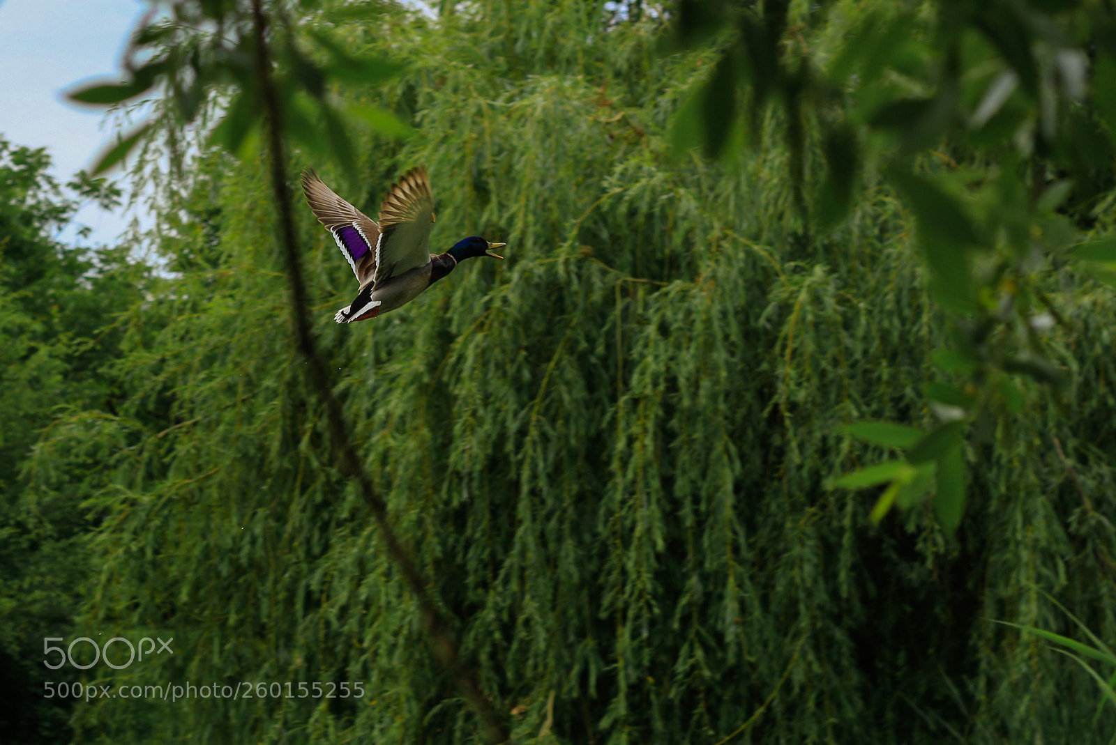 Canon EOS 700D (EOS Rebel T5i / EOS Kiss X7i) sample photo. The city duck photography