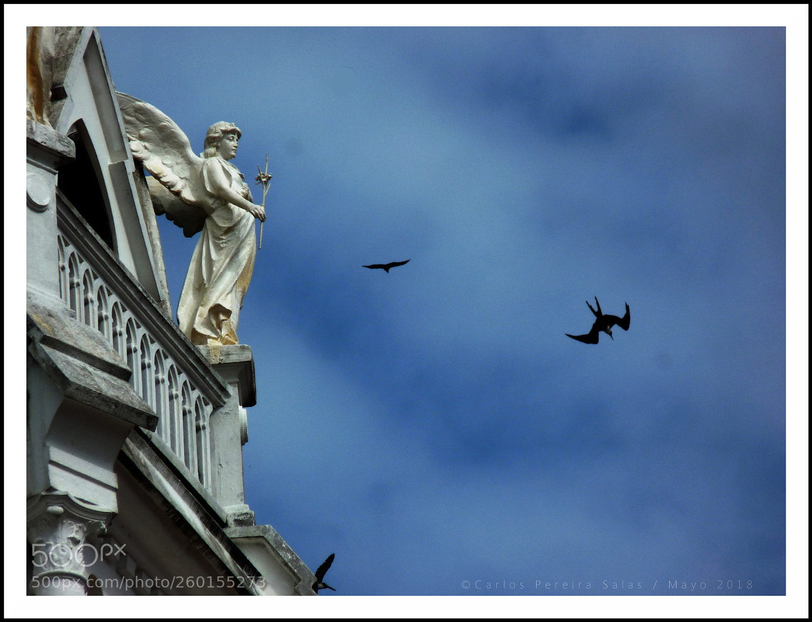 Panasonic Lumix DMC-FZ28 sample photo. Deseo de volar photography