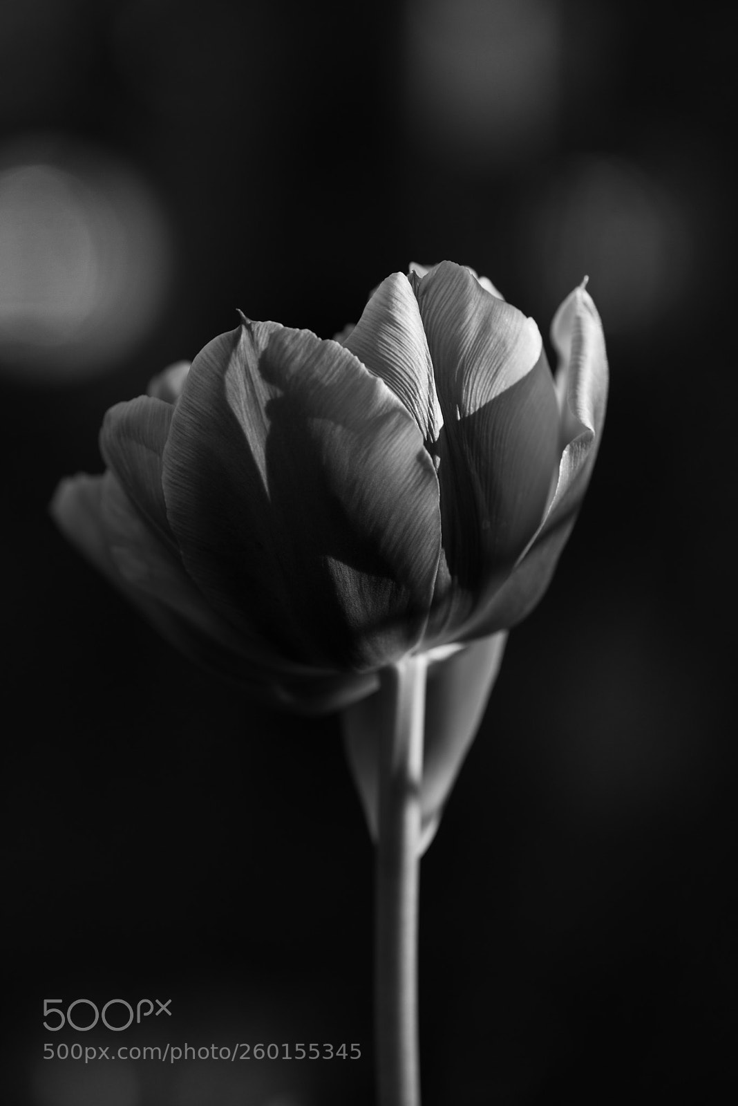 Nikon D800 sample photo. Spring light photography