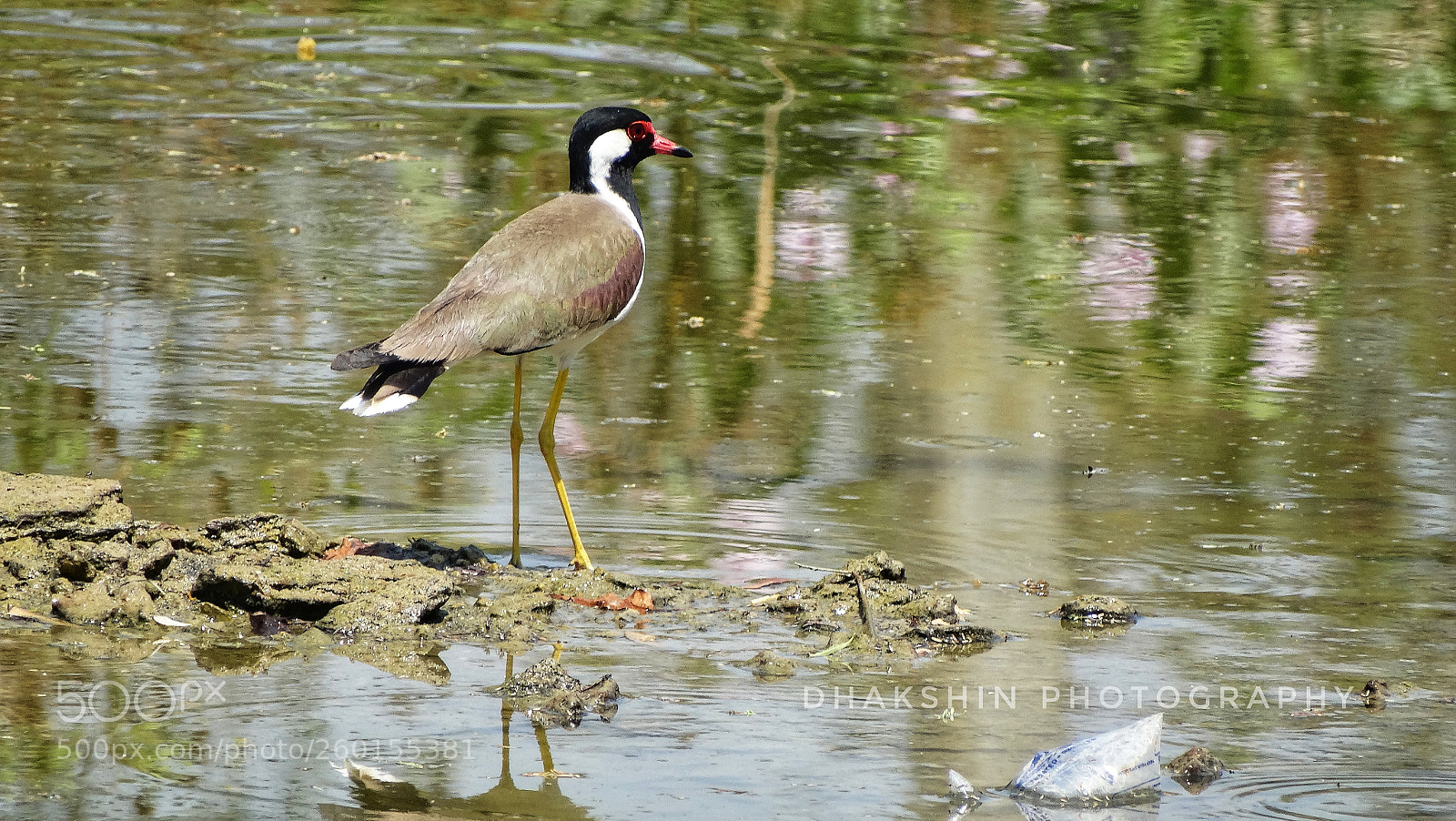 Sony Cyber-shot DSC-HX300 sample photo. Red billed indian heron photography