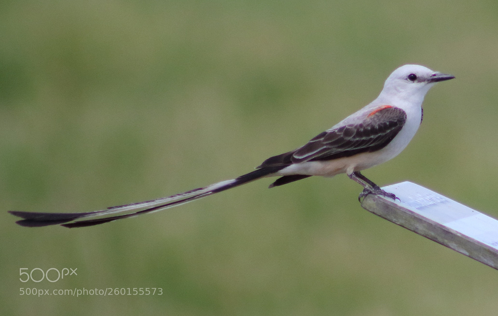 Canon EOS 60D sample photo. Scissor-tailed flycatcher tyrannus forficatus photography