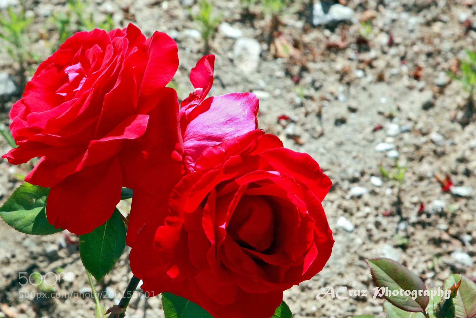 Canon EOS 5D Mark II sample photo. Twin roses photography