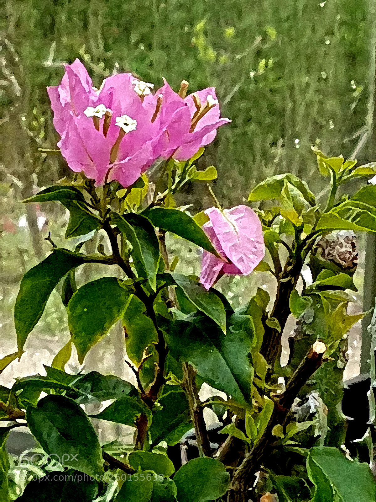 Samsung Galaxy S7 sample photo. Colors in may 4 photography