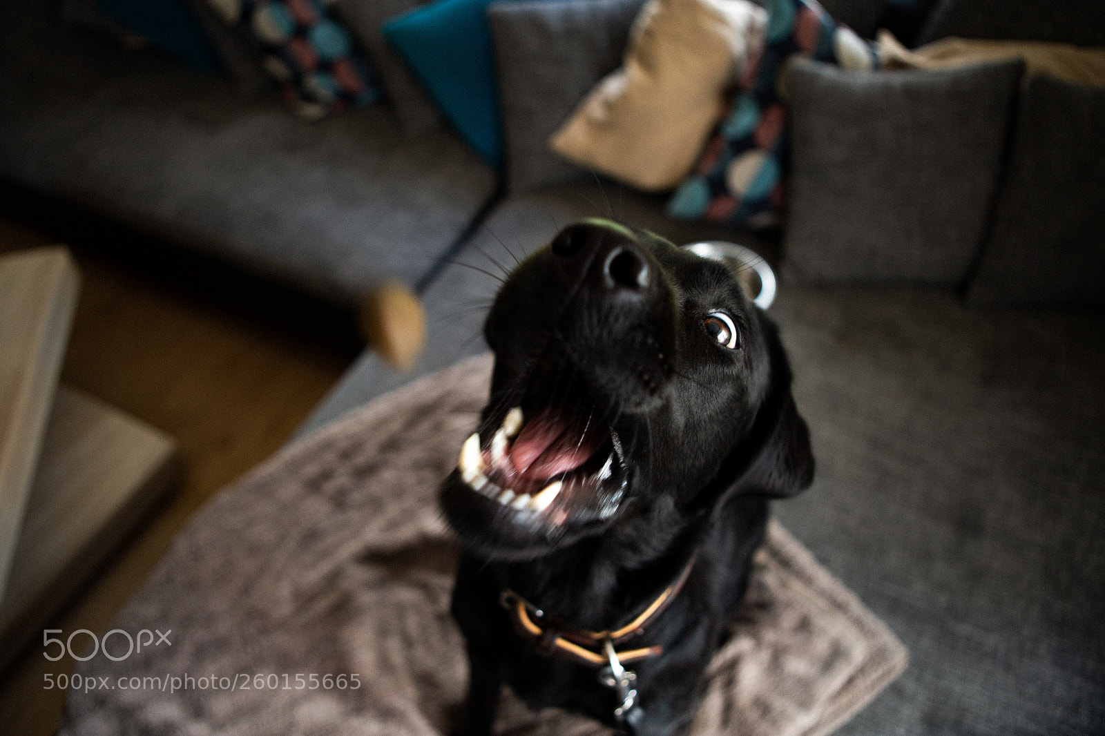 Canon EOS 6D sample photo. Marley in action photography