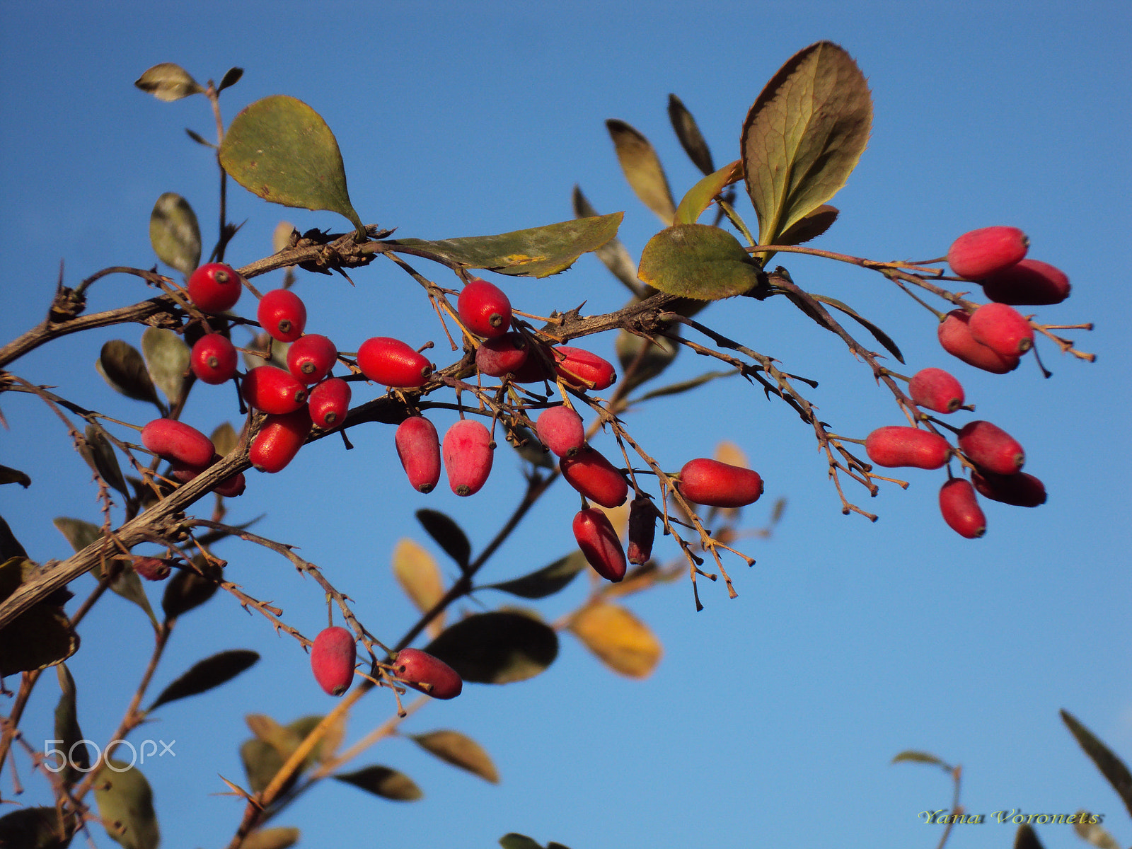 Sony DSC-W190 sample photo. Barberry photography