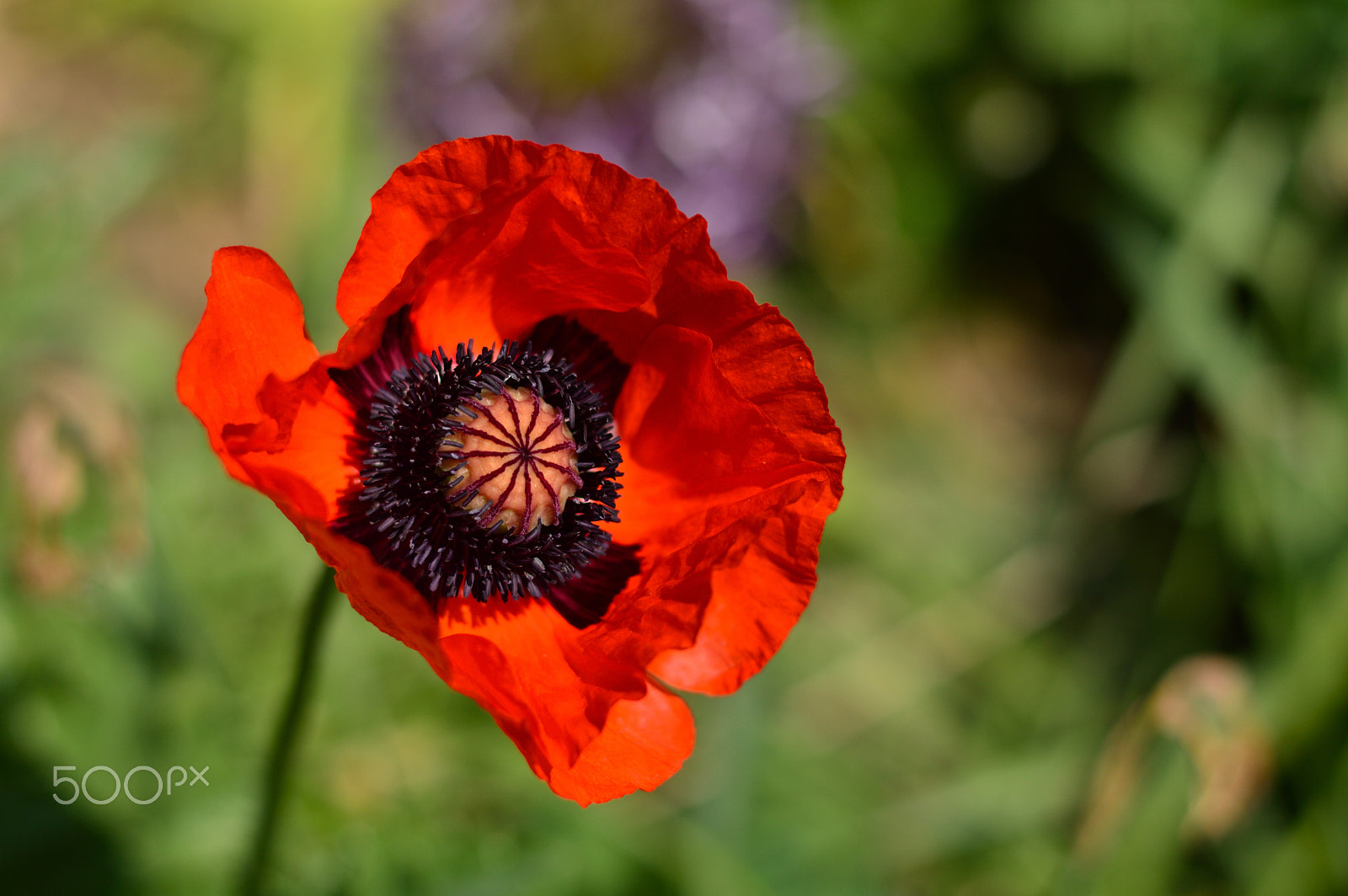 Nikon D3200 + Nikon AF-S Nikkor 50mm F1.8G sample photo. Poppy photography