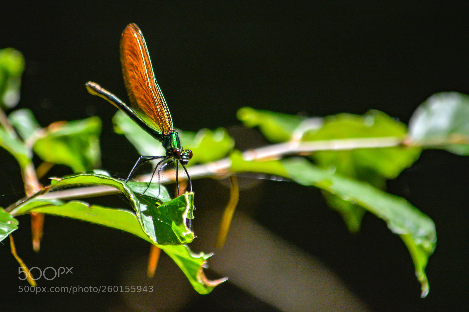 Nikon D7100 sample photo. Libellen farbenprach photography