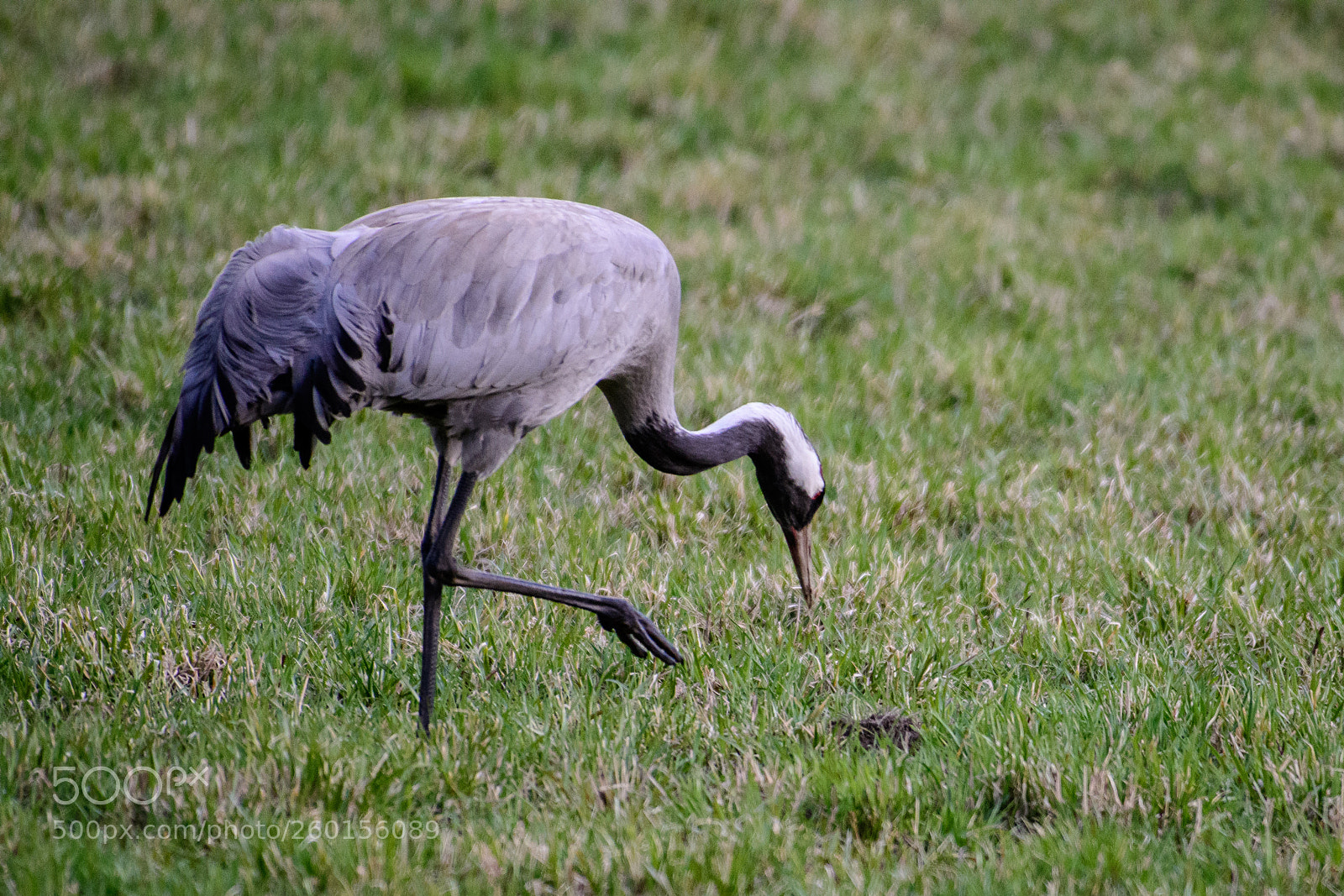 Nikon D500 sample photo. 500px-2.jpg photography