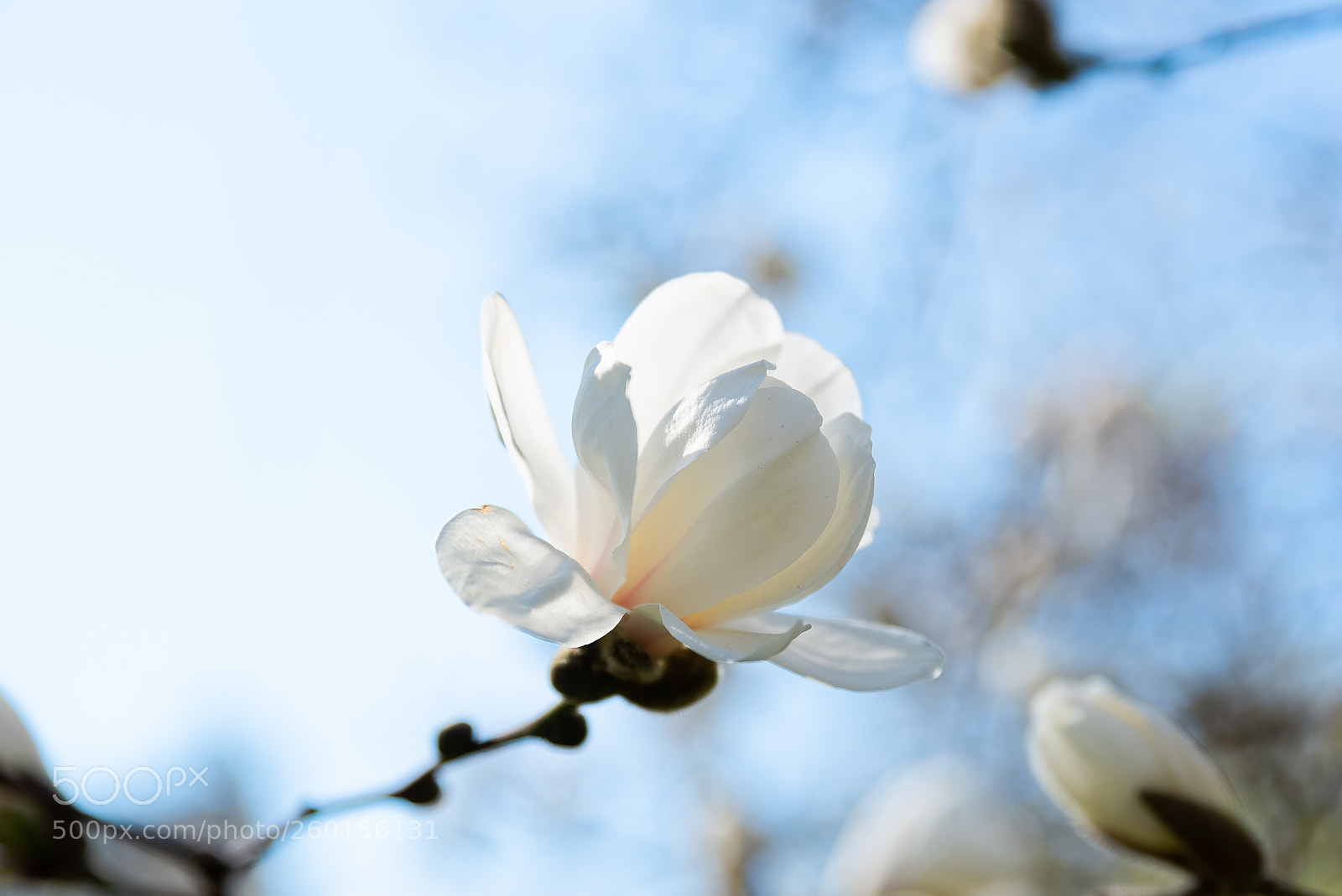 Nikon D750 sample photo. 500px-4.jpg photography