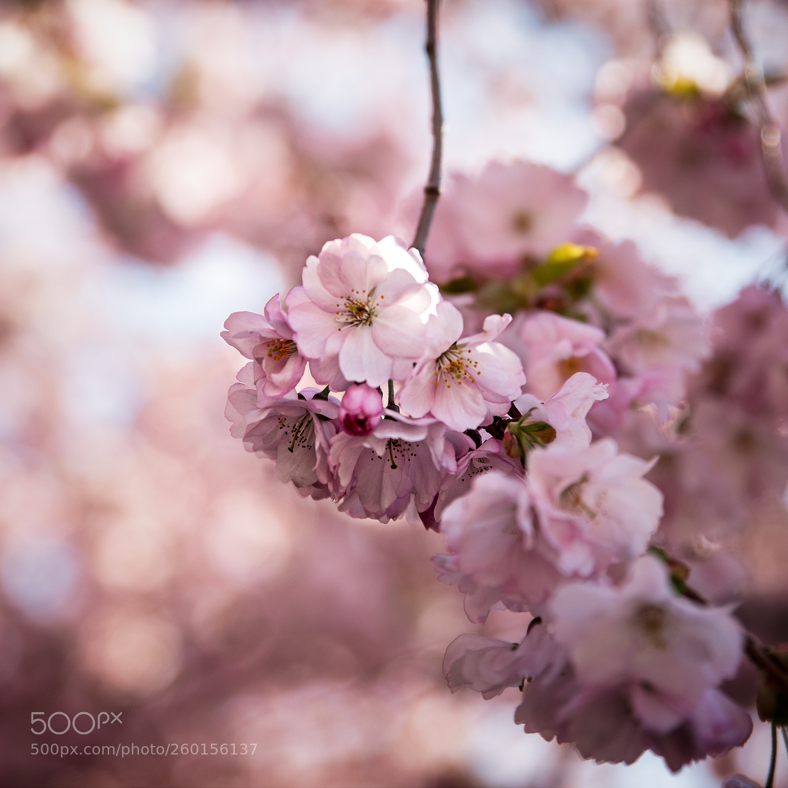 Nikon D750 sample photo. 500px-5.jpg photography