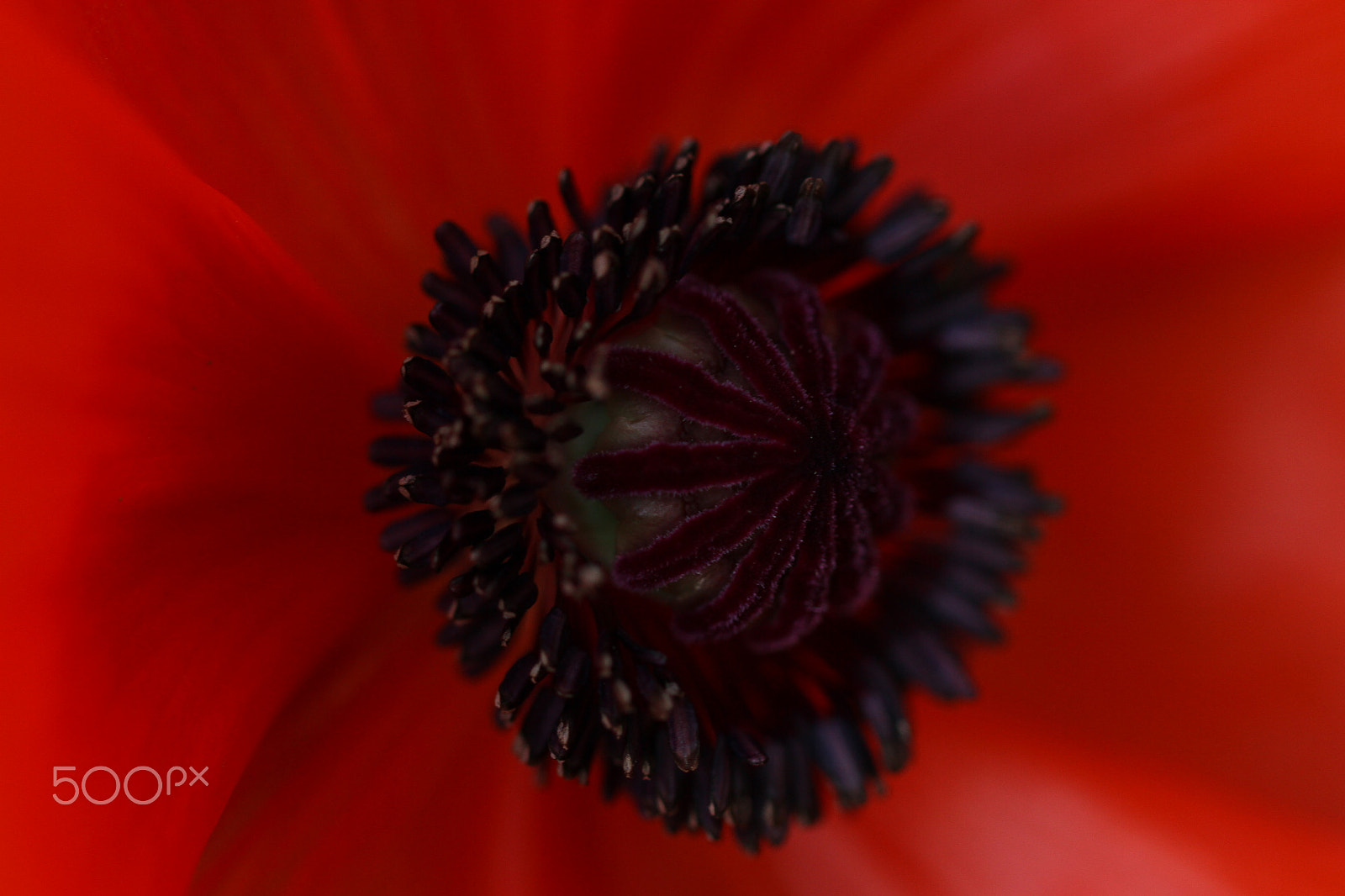 Canon EF 100mm F2.8L Macro IS USM sample photo. Poppy photography