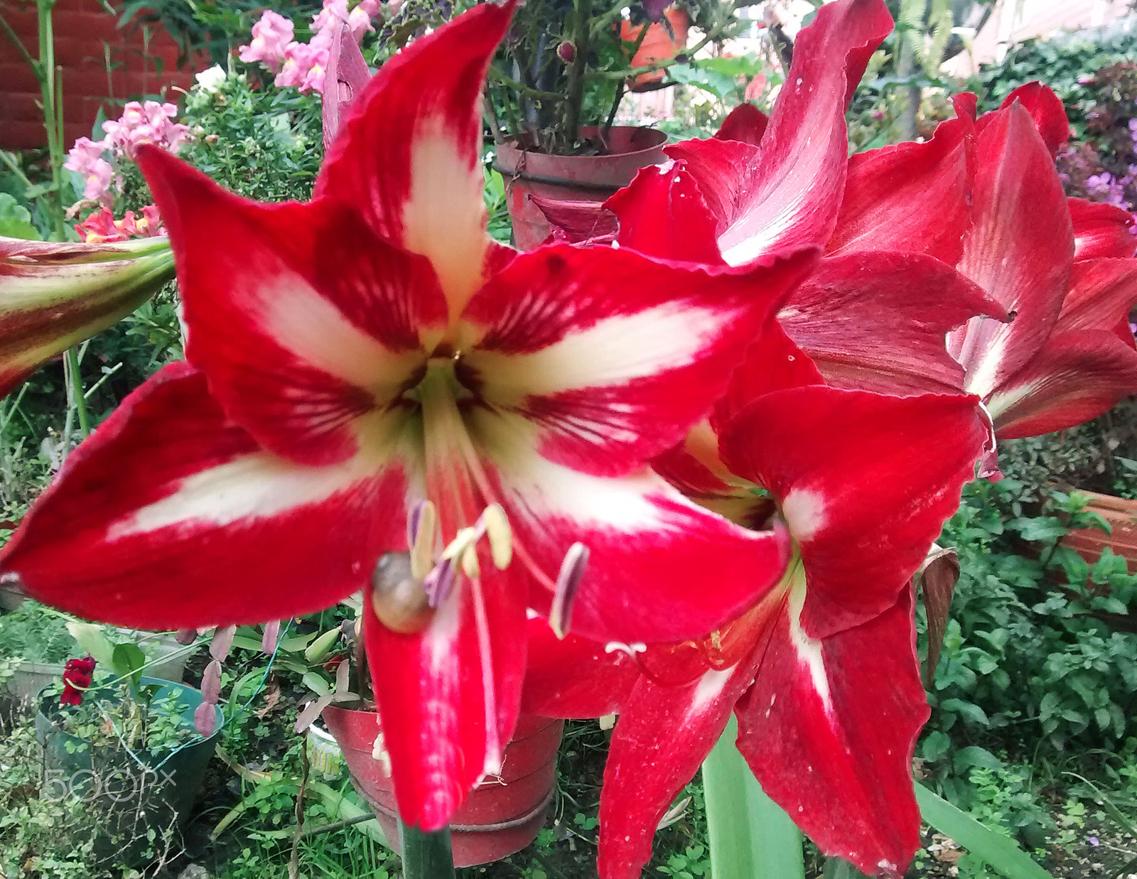 Motorola Moto E (1st Gen) sample photo. Hermoso lirio hippeastrum photography