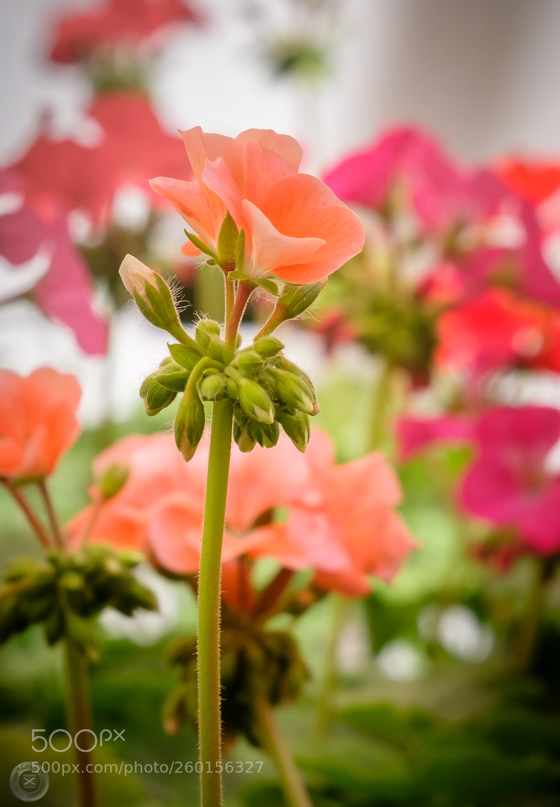 Fujifilm X-E3 sample photo. Stand with glory photography