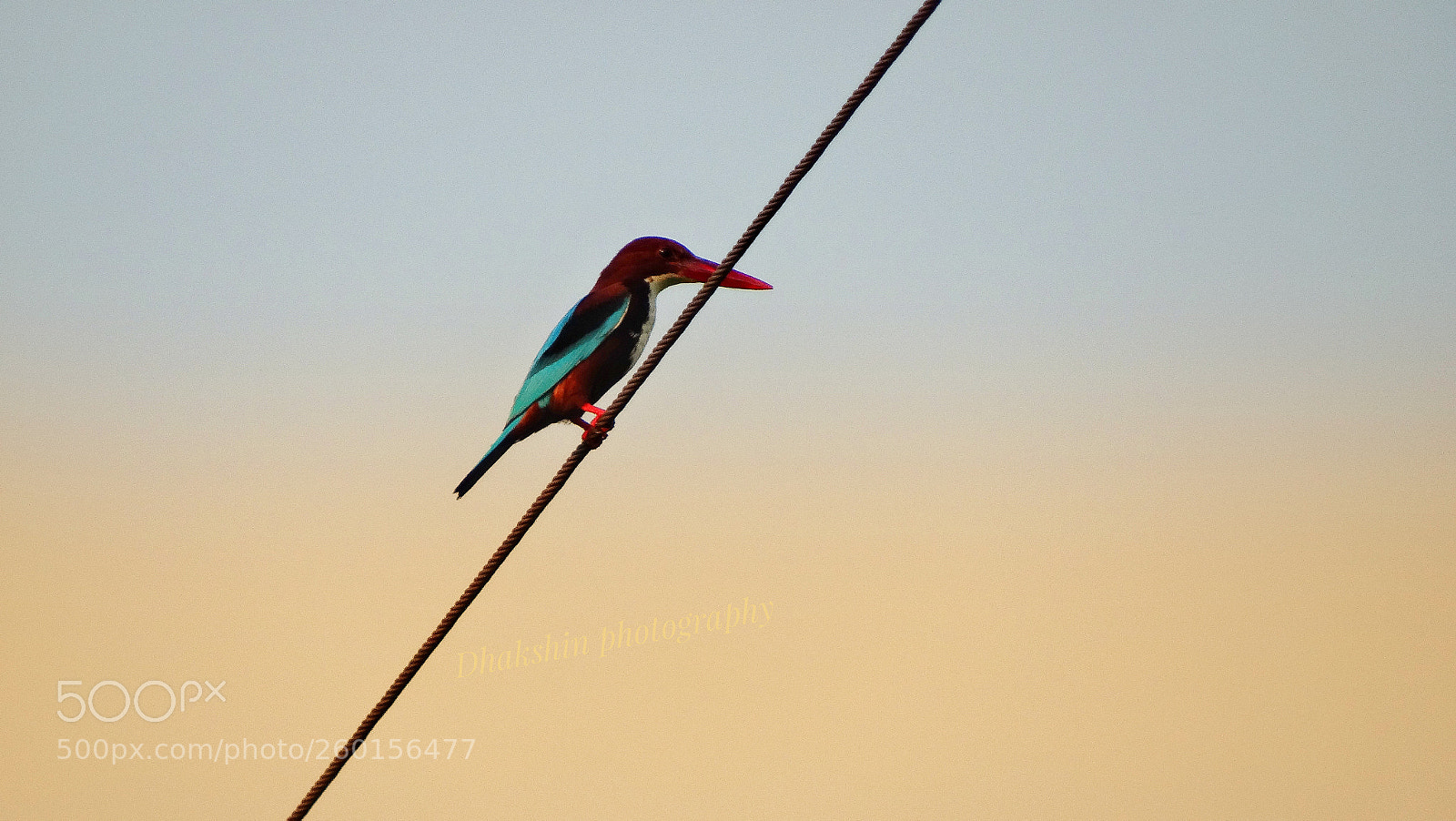 Sony Cyber-shot DSC-HX300 sample photo. Kingfisher photography