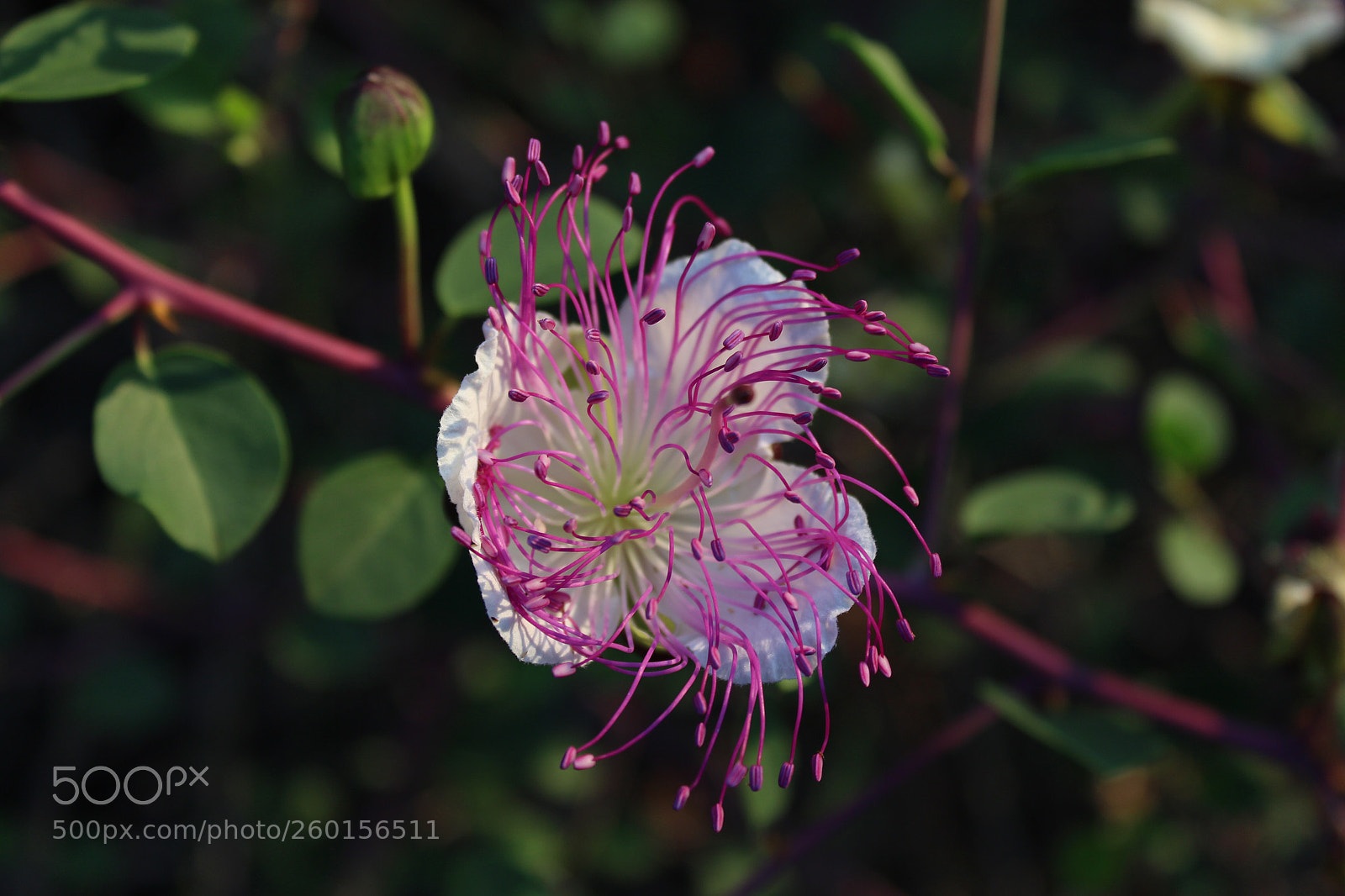 Canon EOS 700D (EOS Rebel T5i / EOS Kiss X7i) sample photo. Untitled photography