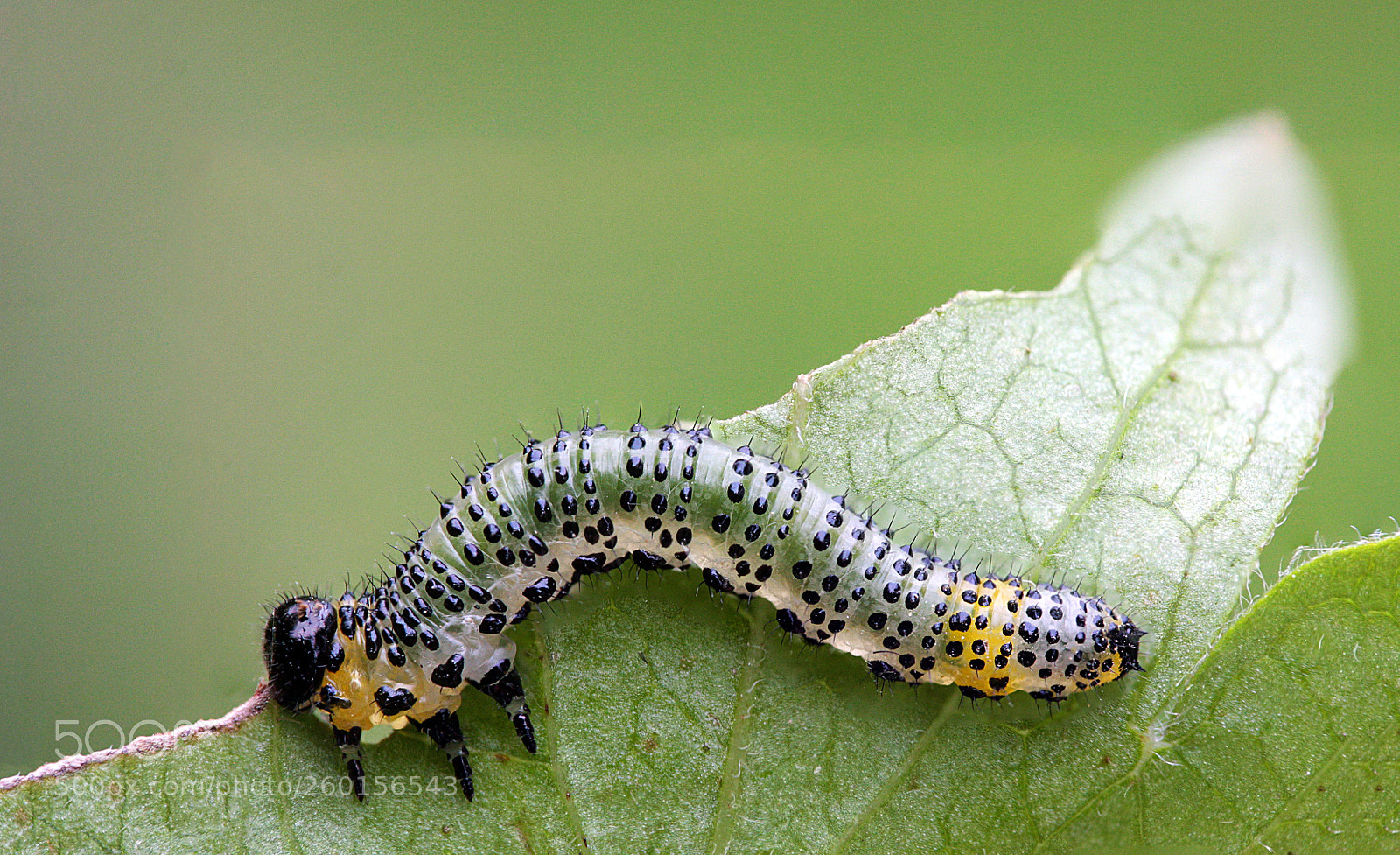 Canon EOS 40D sample photo. Nematus ribesii photography