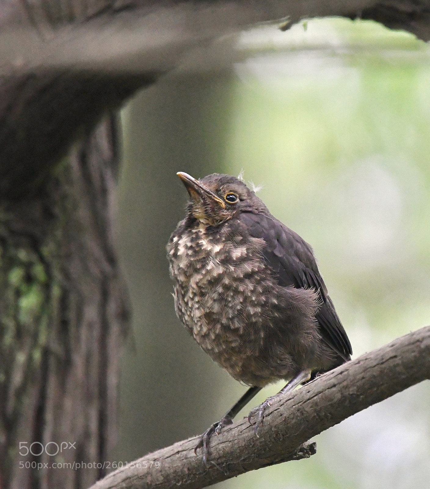 Nikon D500 sample photo. Untitled photography