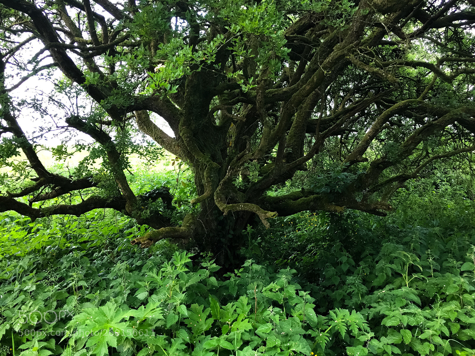 Apple iPhone 6s Plus sample photo. Cemetery tree, county fermanagh photography