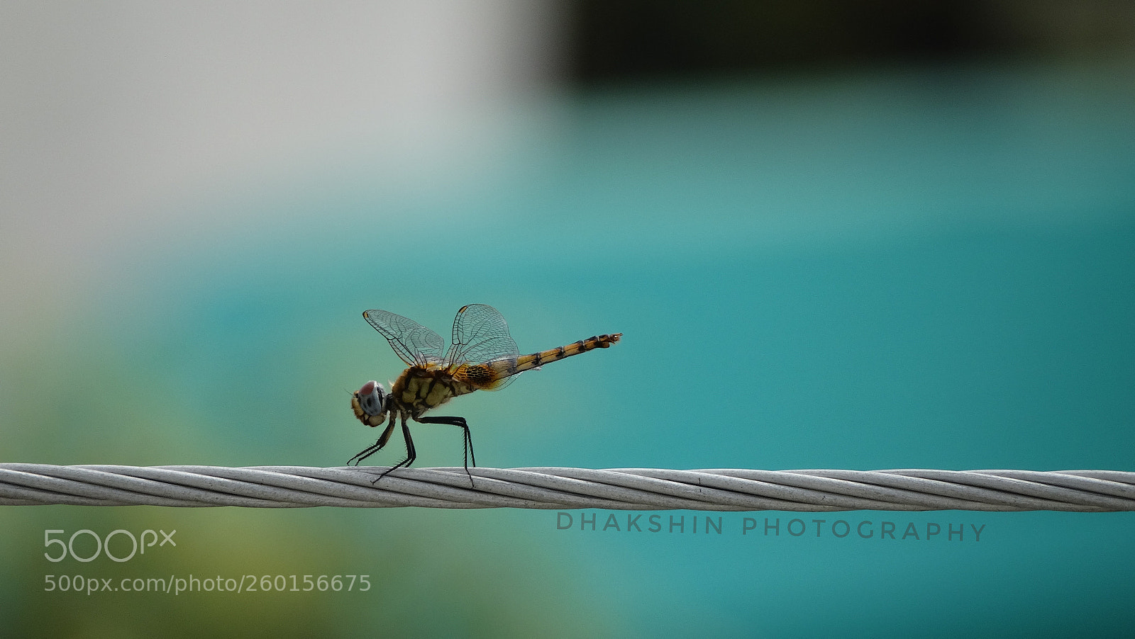 Sony Cyber-shot DSC-HX300 sample photo. Dragon fly photography