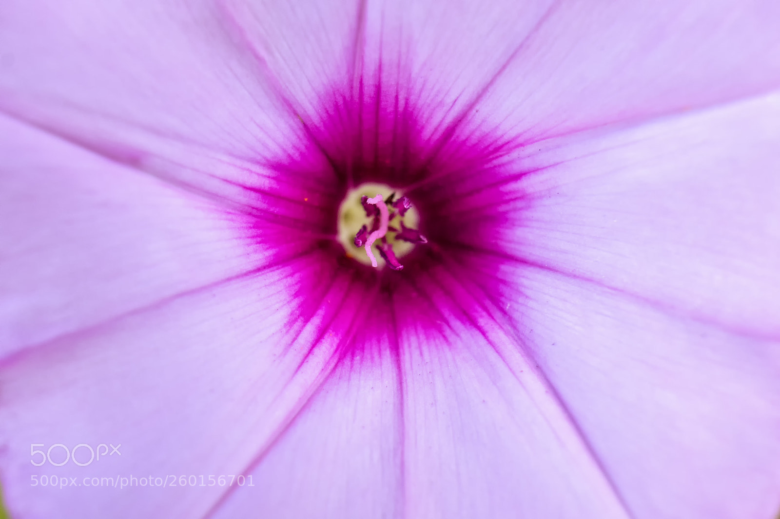 Fujifilm X-T2 sample photo. Radial pink photography