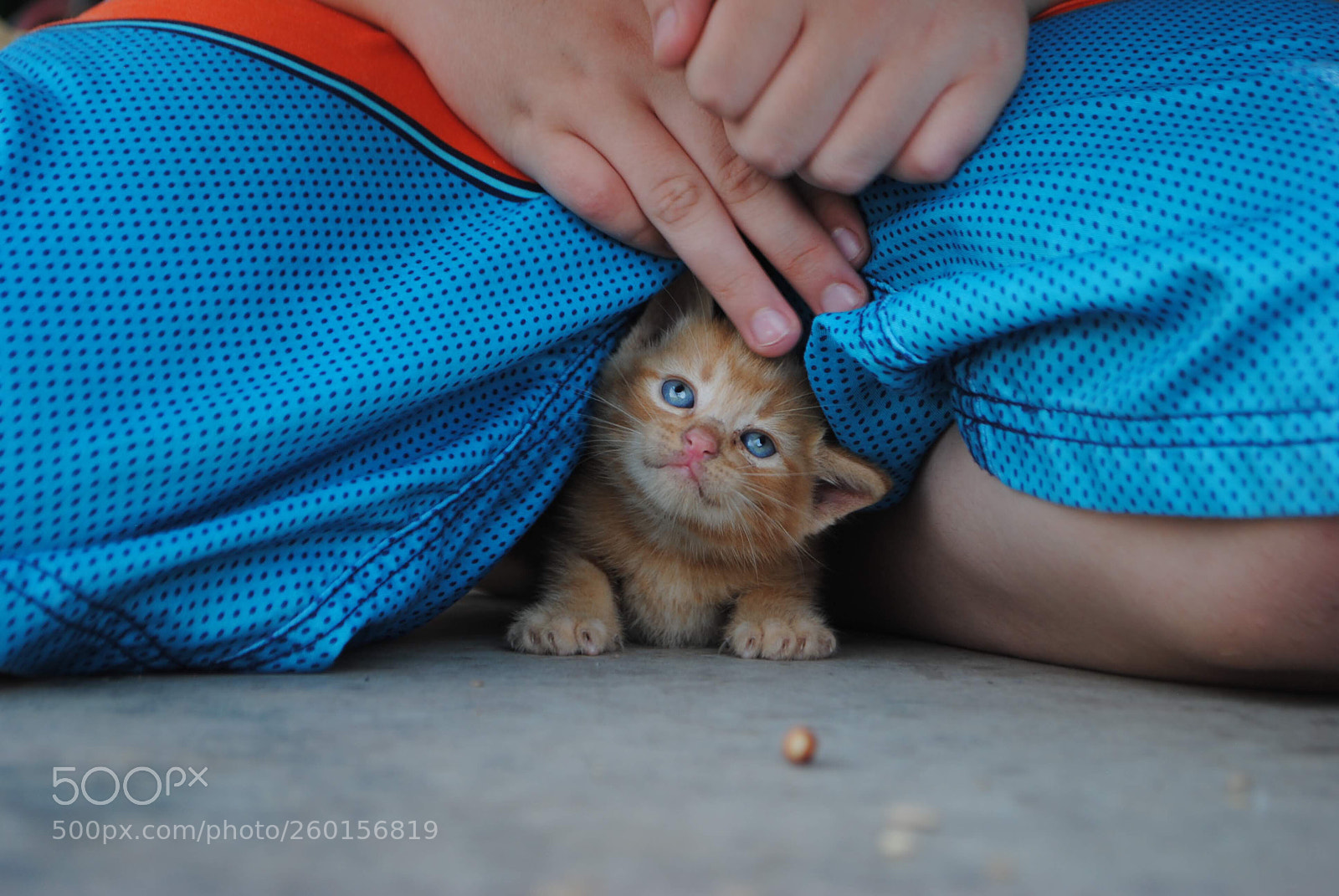 Nikon D3000 sample photo. Love is a kitten photography